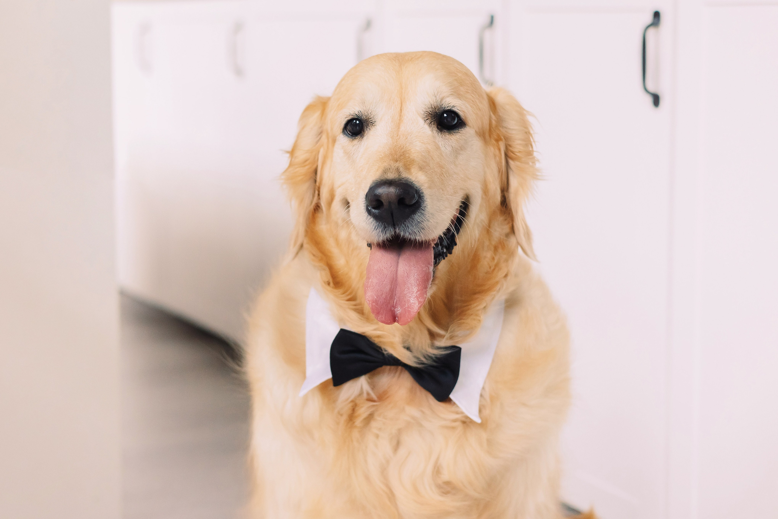 Магазин Friend of mine. Фотограф-анималист Елена Радченко, Москва