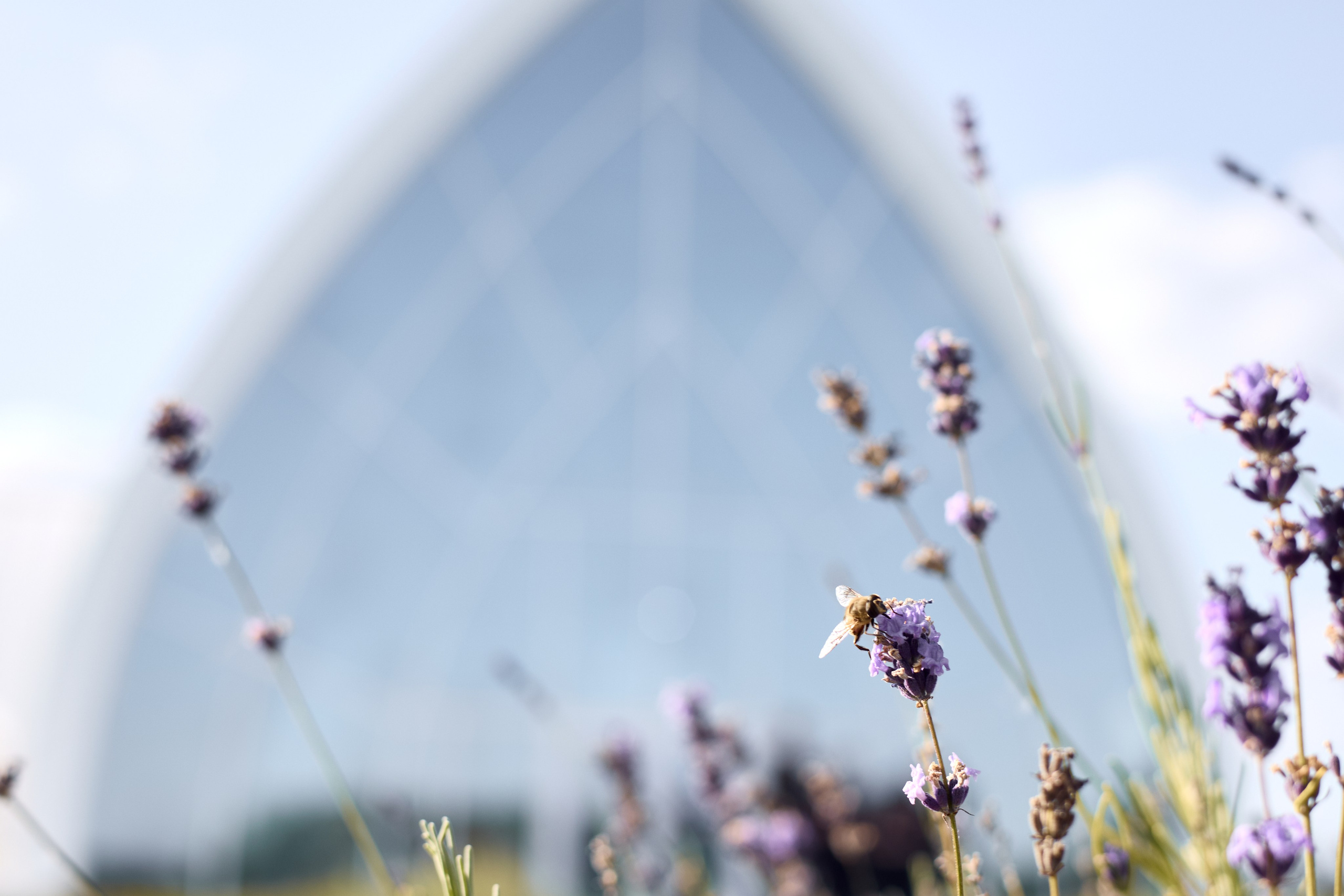 Александр и Карина. Свадебный и портретный фотограф в Воронеже Алёна Коренцова