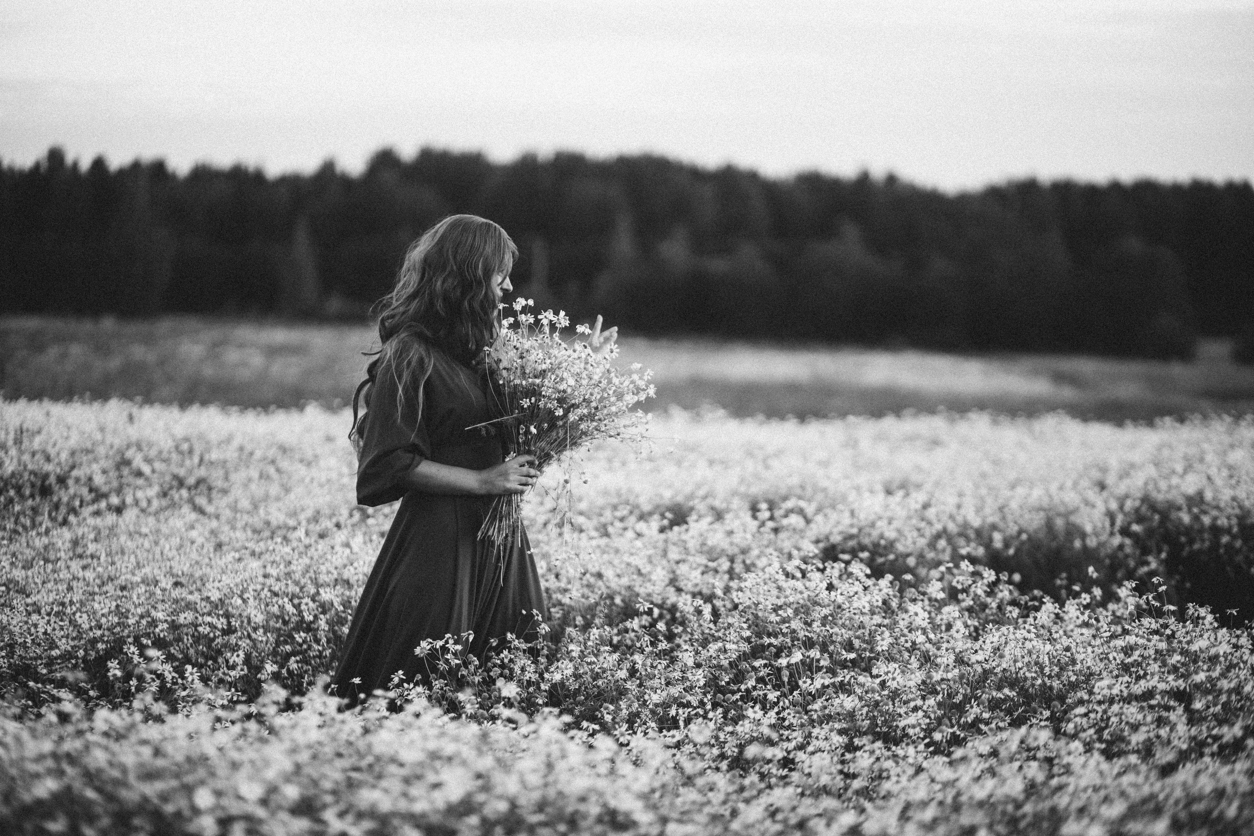 Chamomile fields 2024. Фотограф Наталья Шпиллер Санкт-Петербург