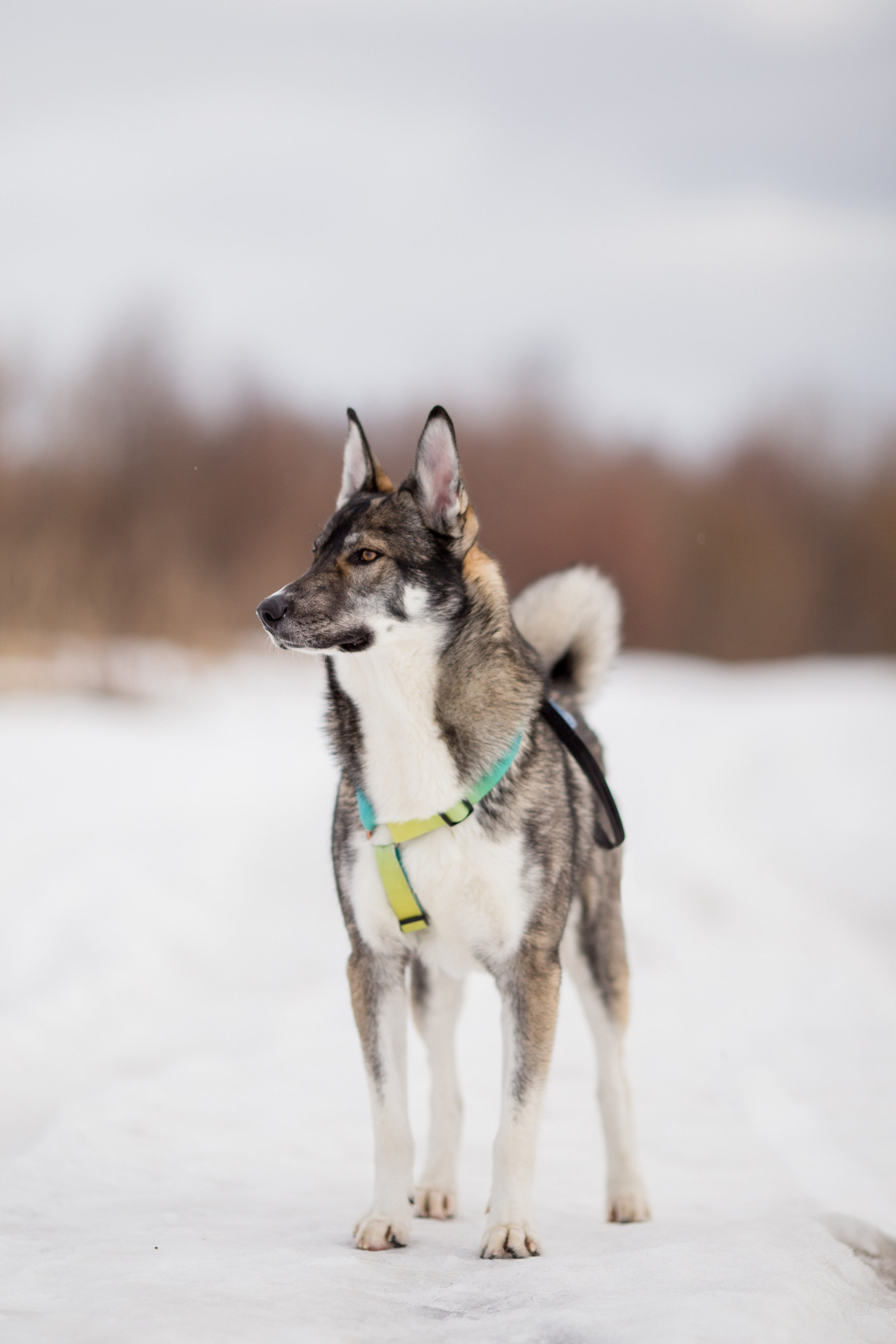 Фотосессия с собакой в Архангельске