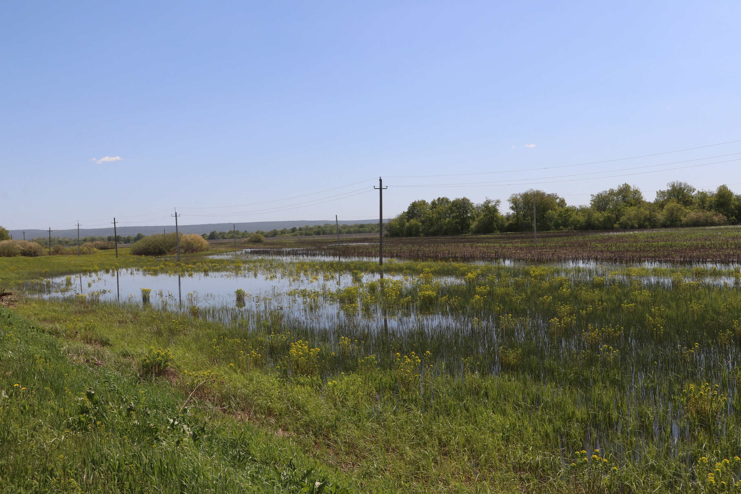 Место, где поют "тысячи" жаб