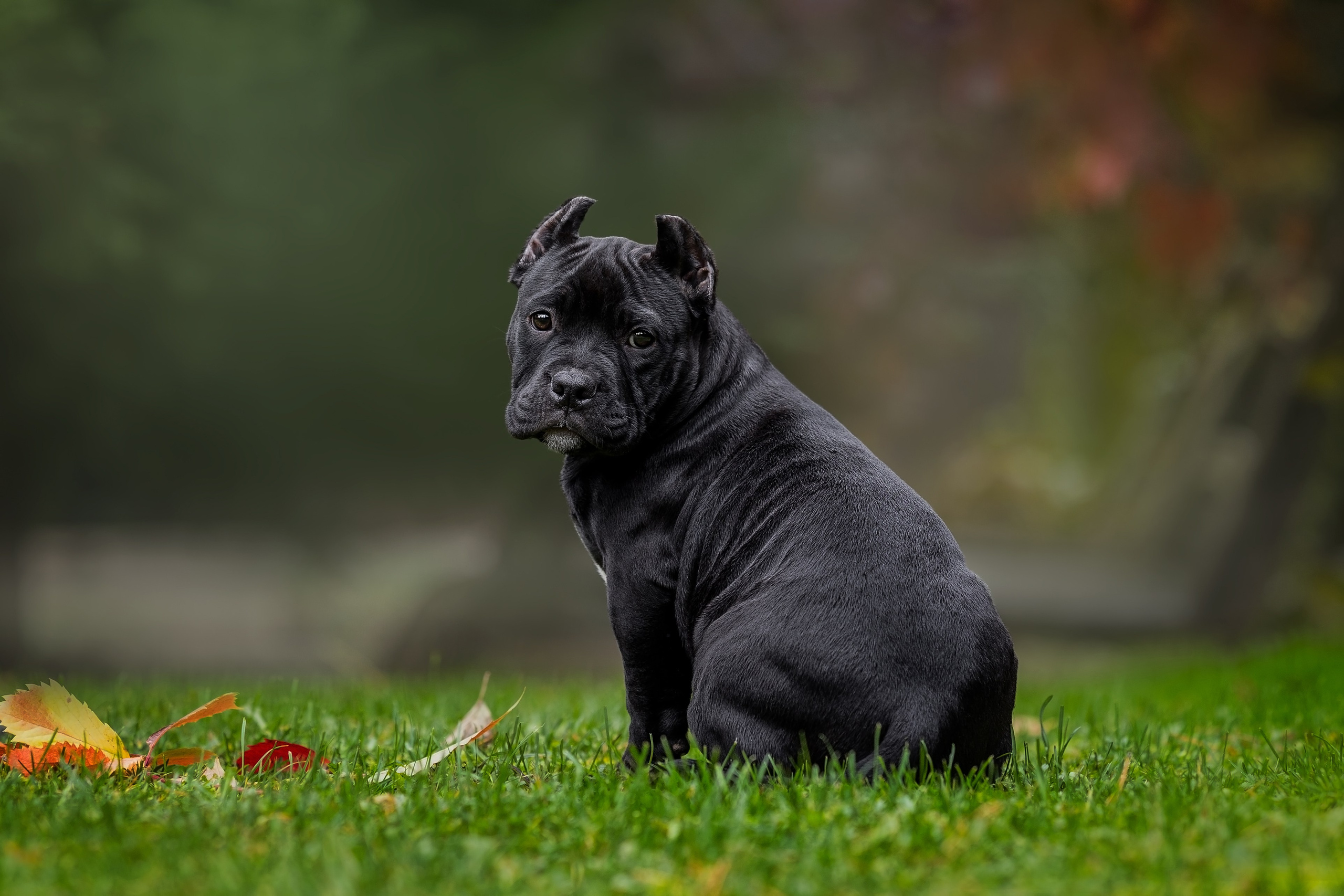 Анималистика. Репортажный фотограф Мария Мадзик