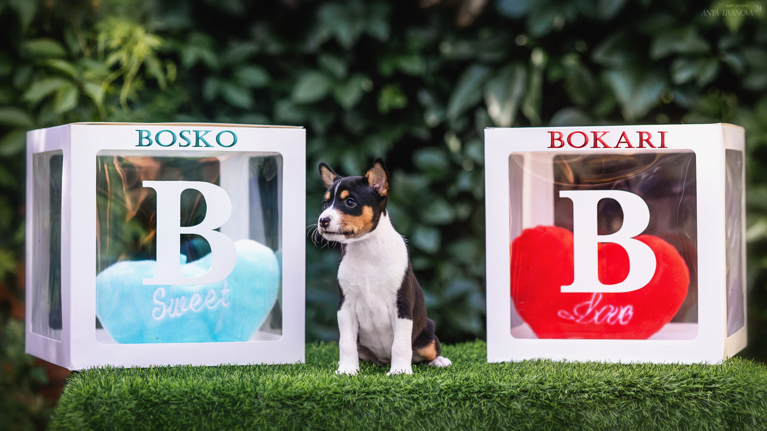 Басенджи. Фотограф анималист Аня Ливанова | Рыбинск