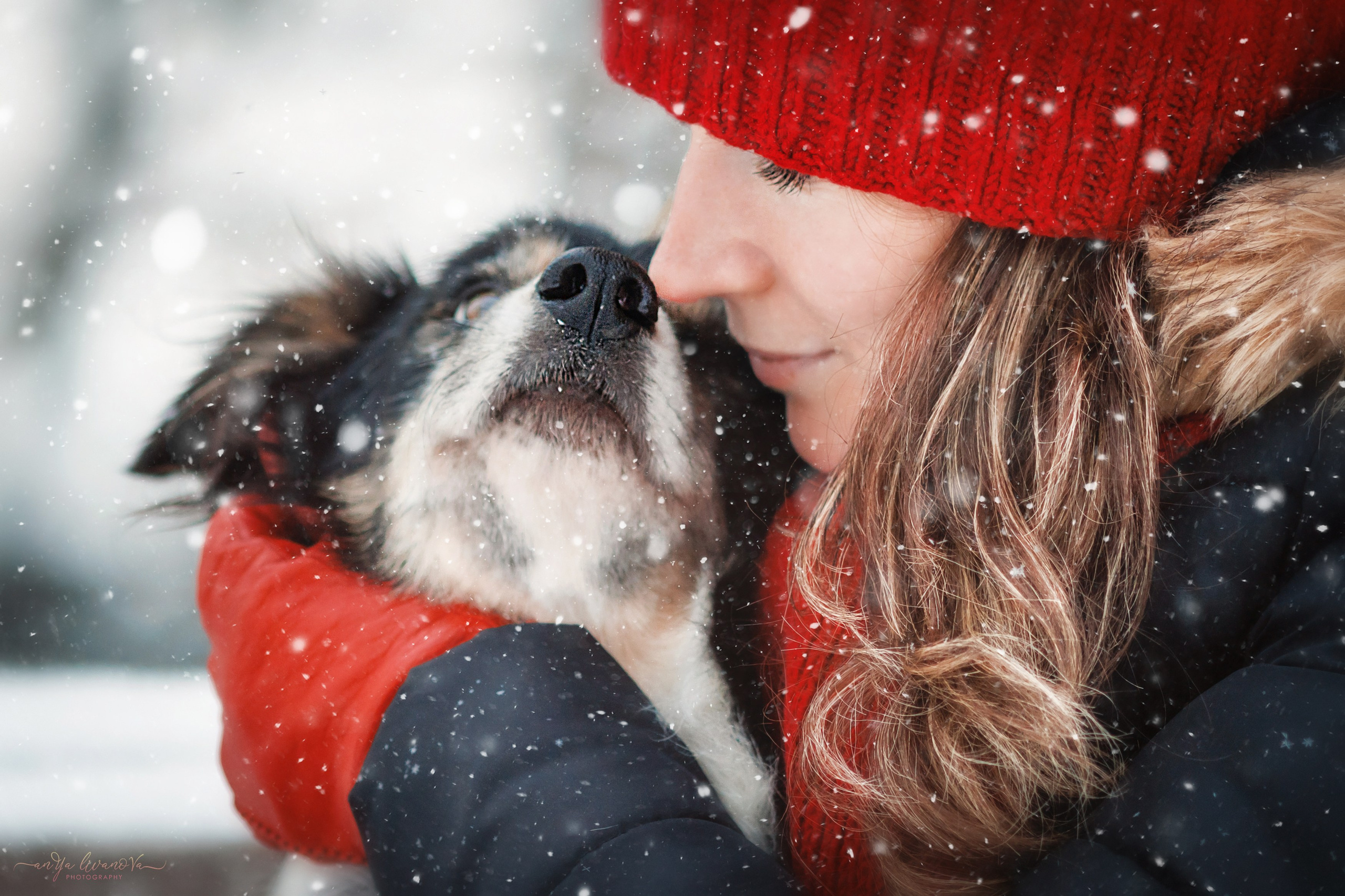 Рокки. Фотограф анималист Аня Ливанова | Рыбинск