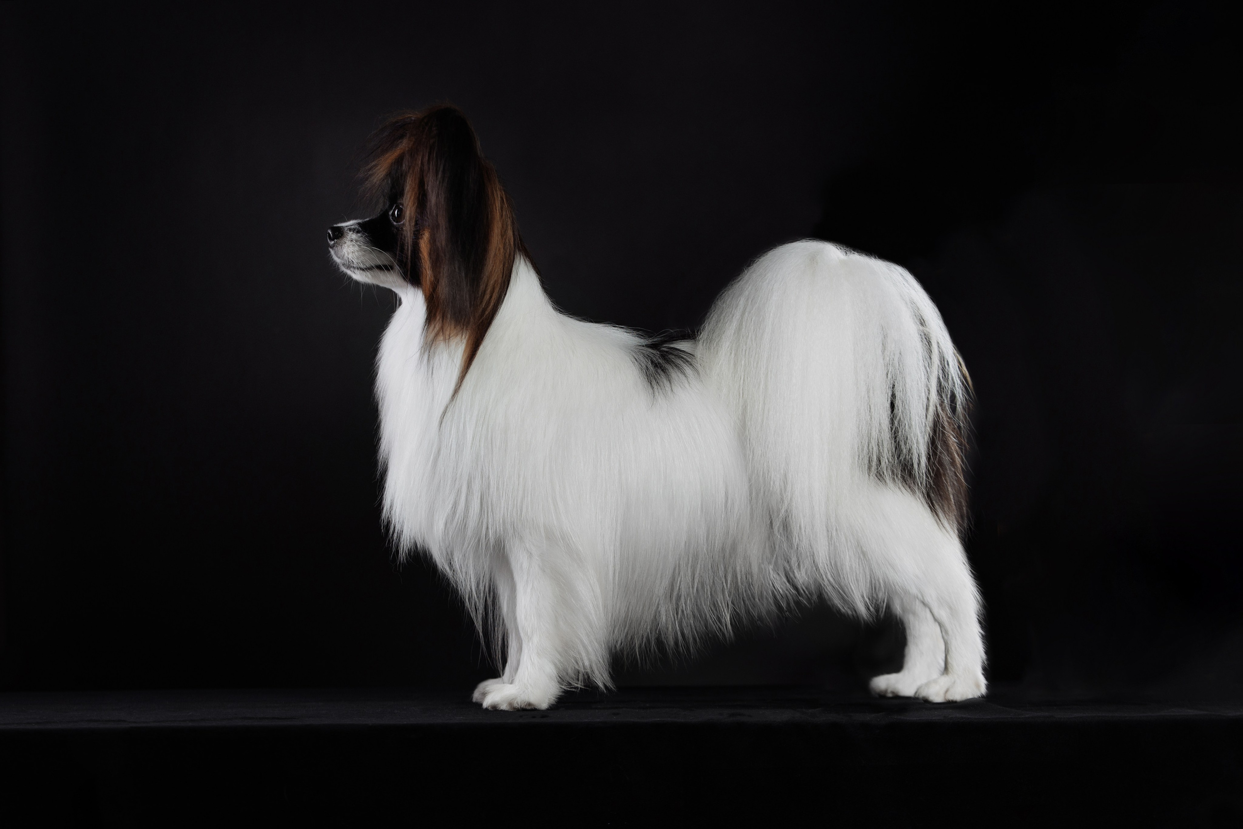 С цыпами. О нас