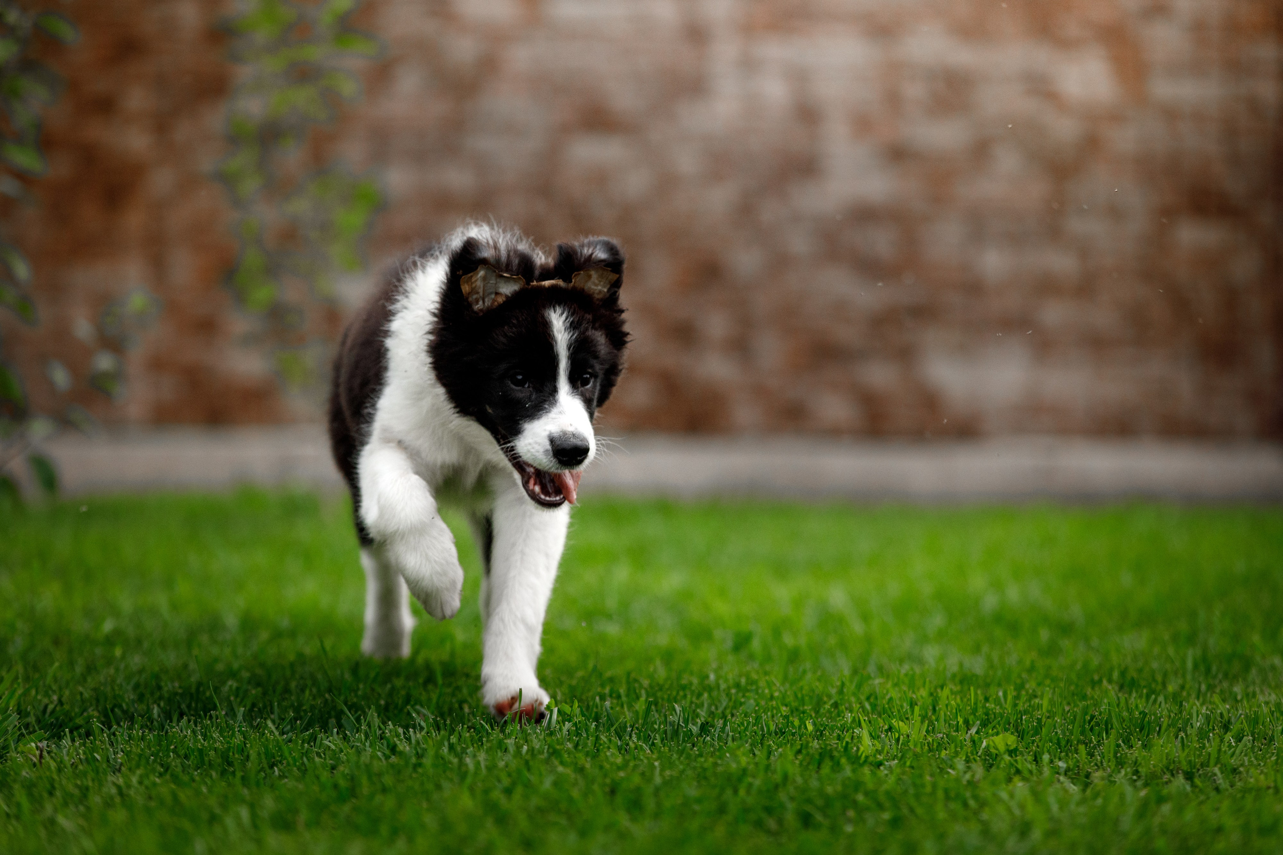 Болтовня в саду. О нас