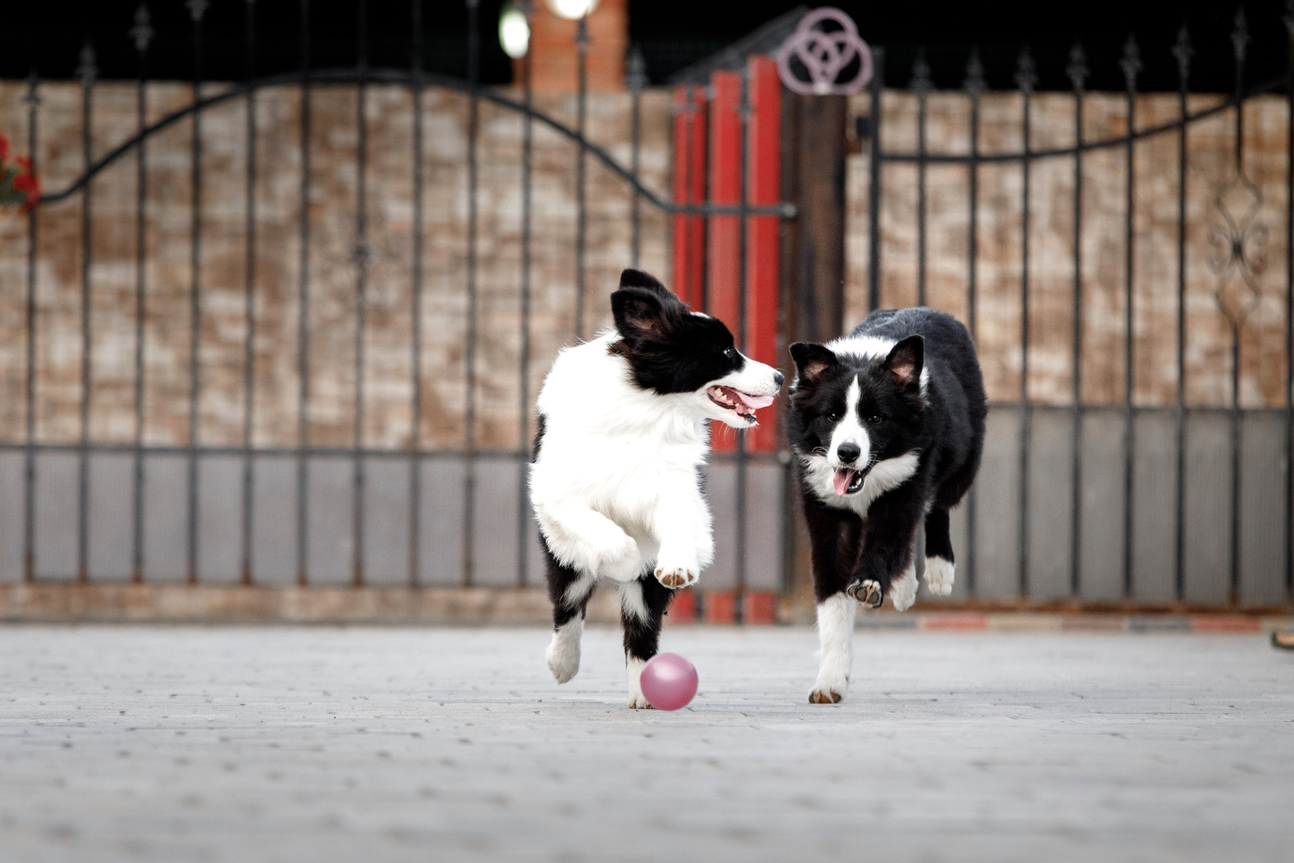 Болтовня в саду. О нас
