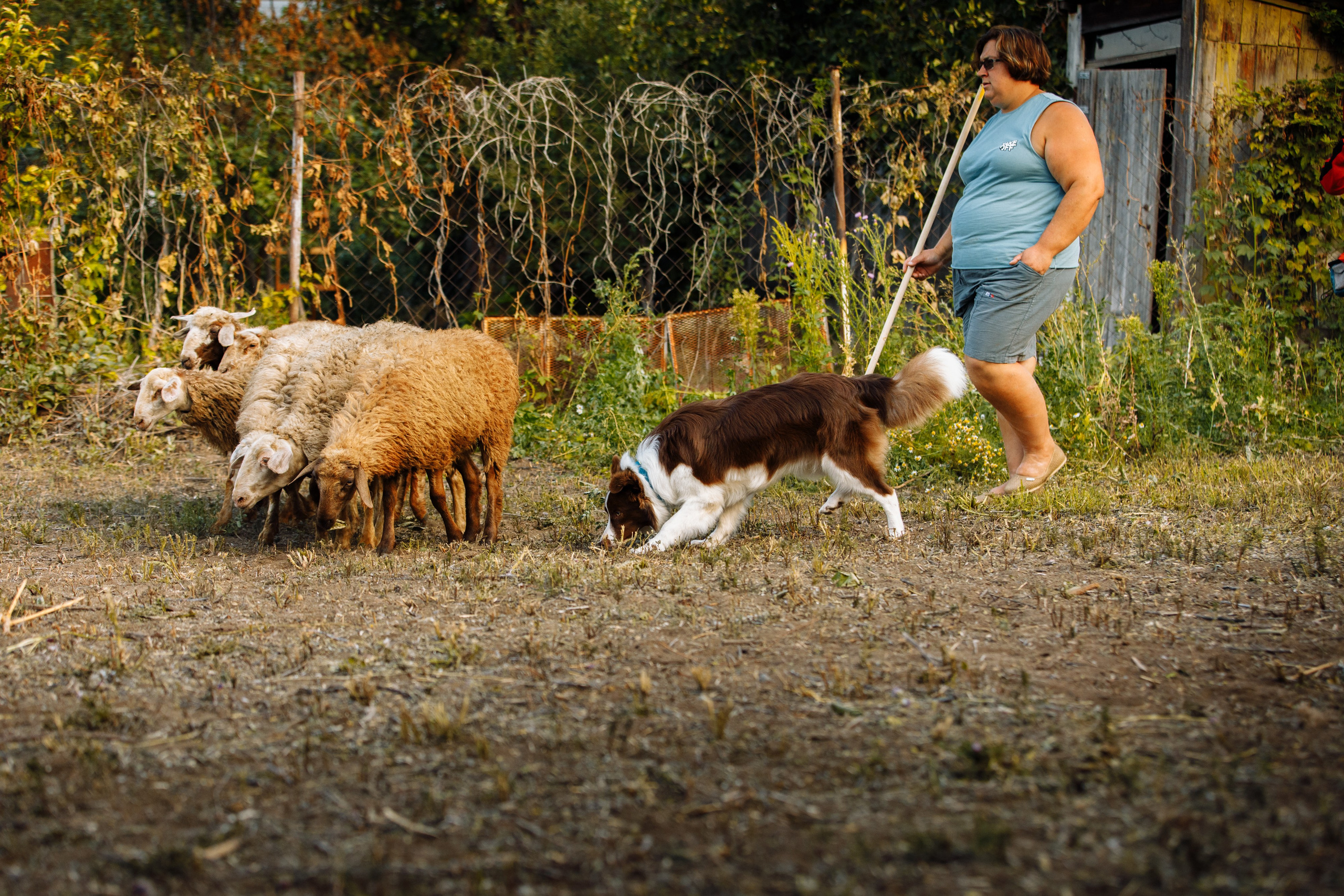 Овечий день. О нас