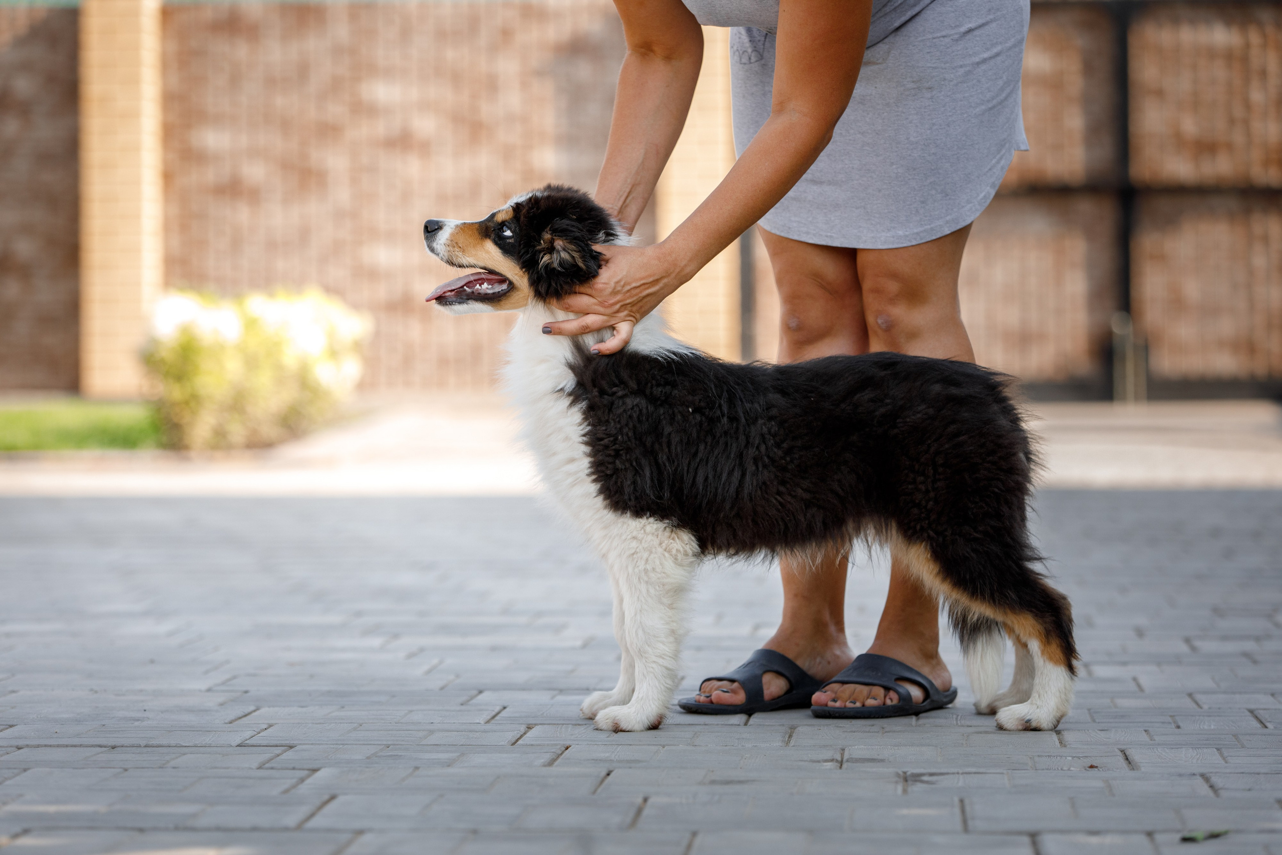 Смешарики. О нас