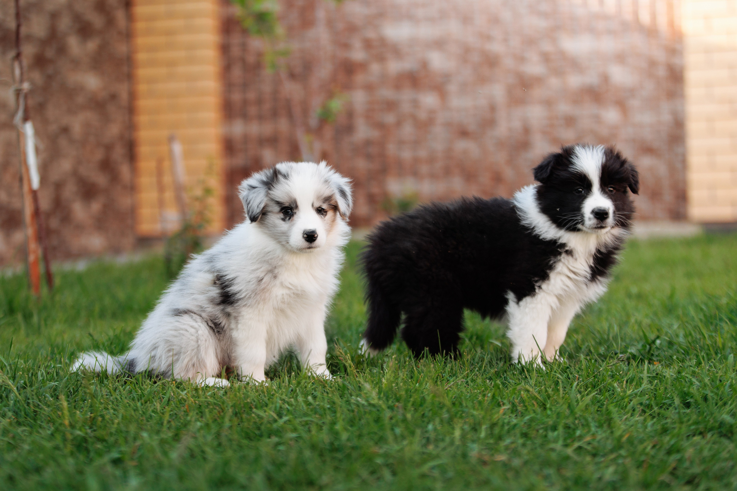 Пушистое. О нас