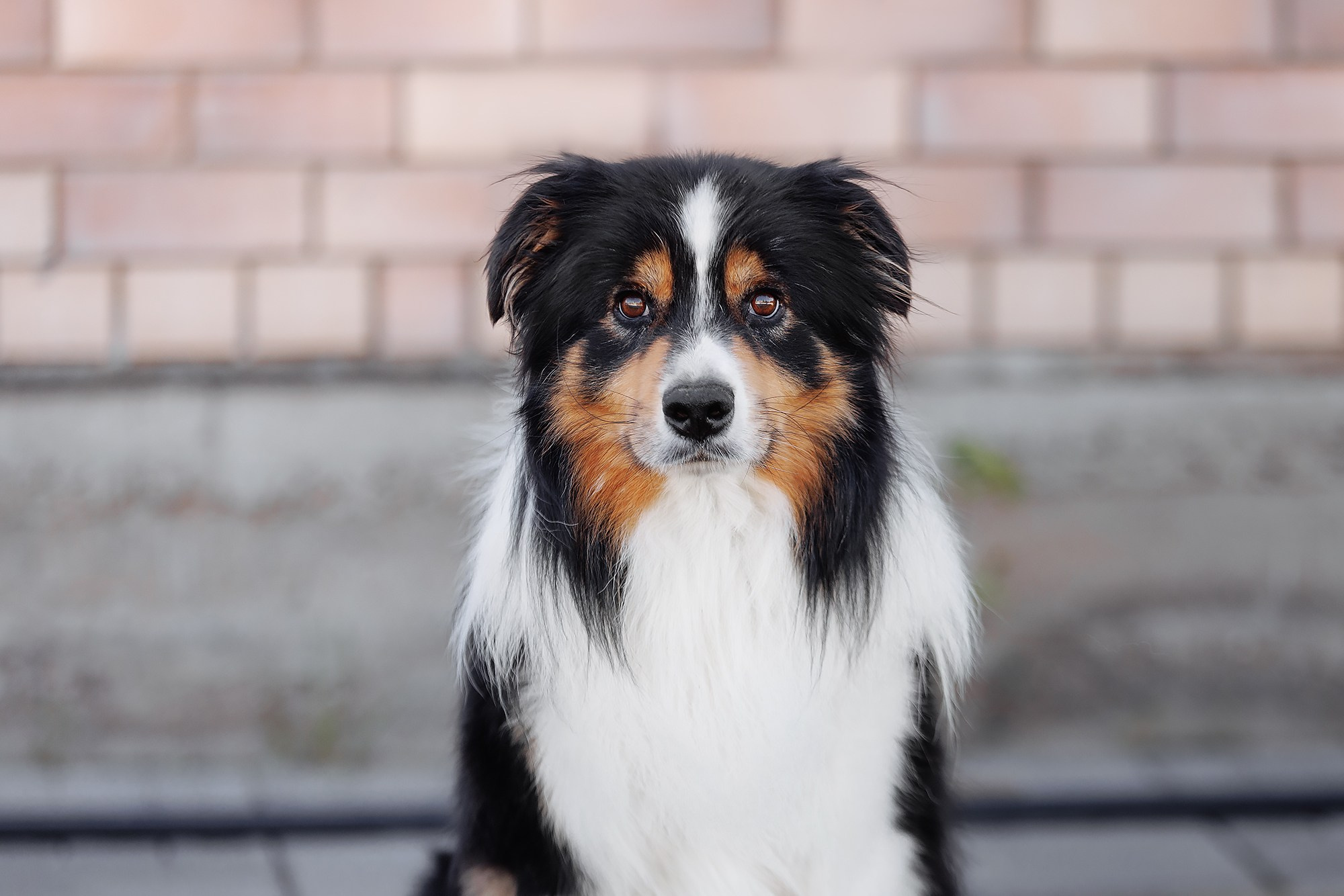 Трава у дома. О нас