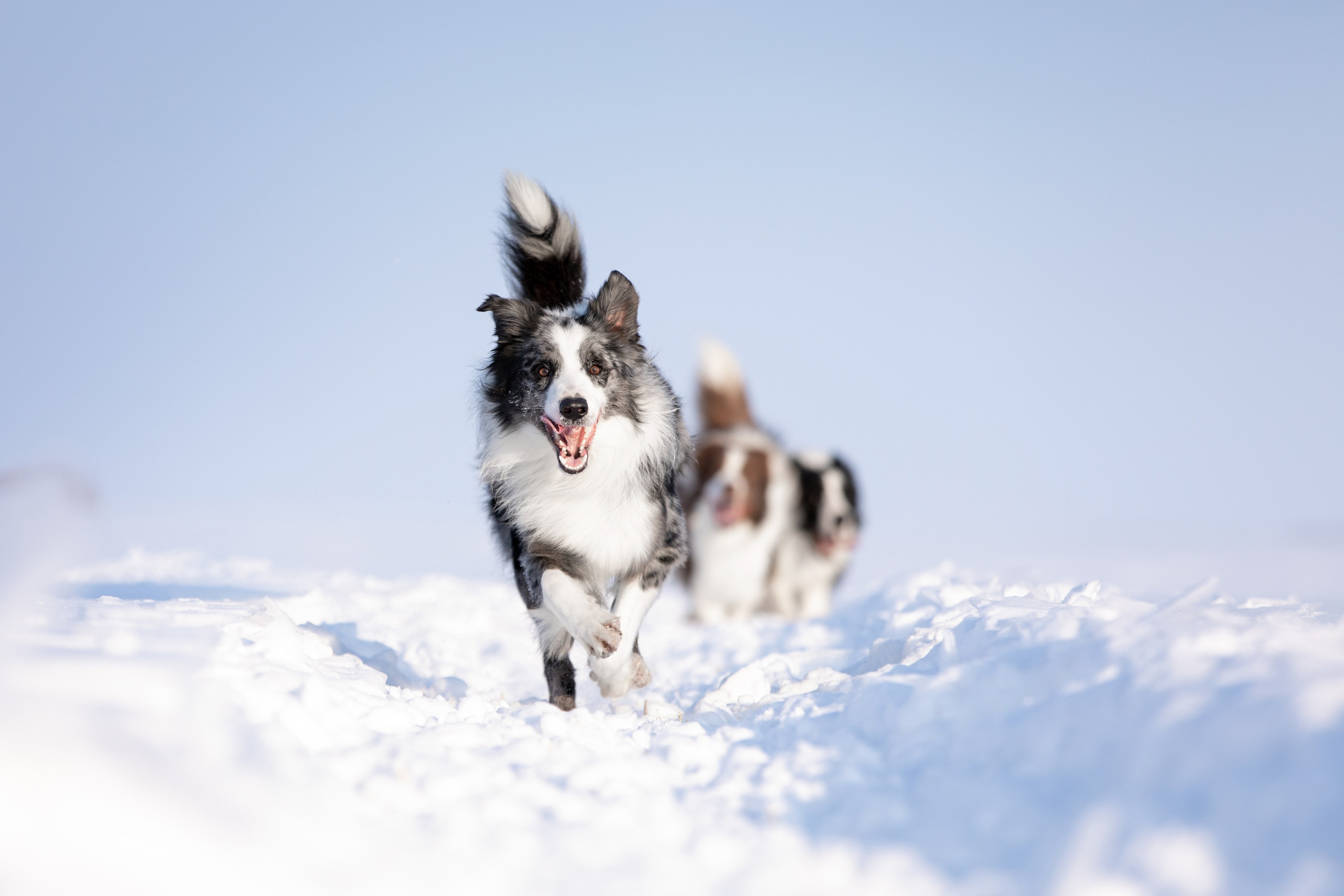 Мороз и солнце. О нас