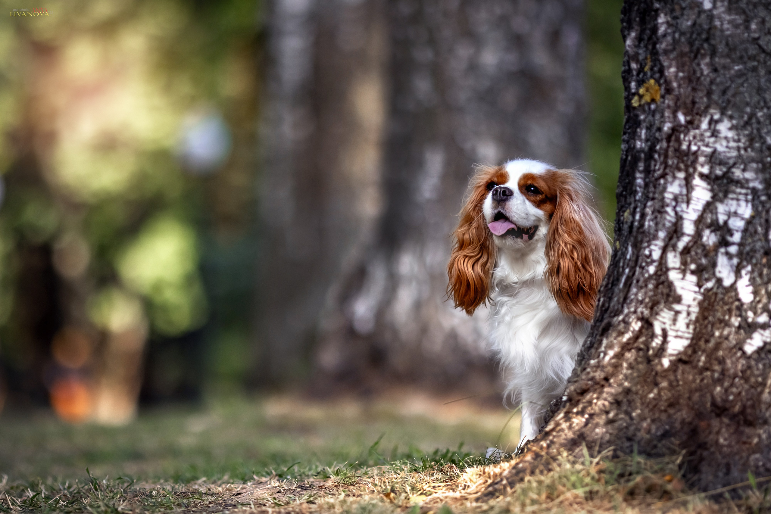 Аня и Миля. Фотограф анималист Аня Ливанова | Рыбинск