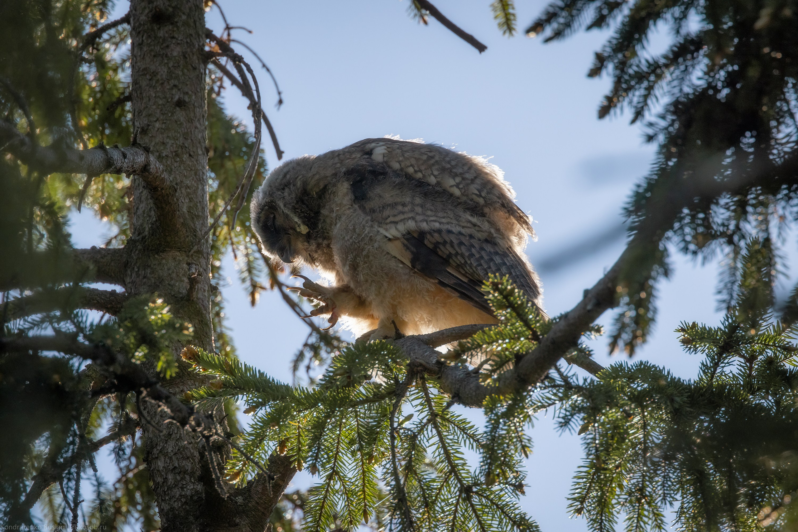 Ушастая сова. Архитектурный и пейзажный фотограф Кондратенко Руслан, Санкт-Петербург