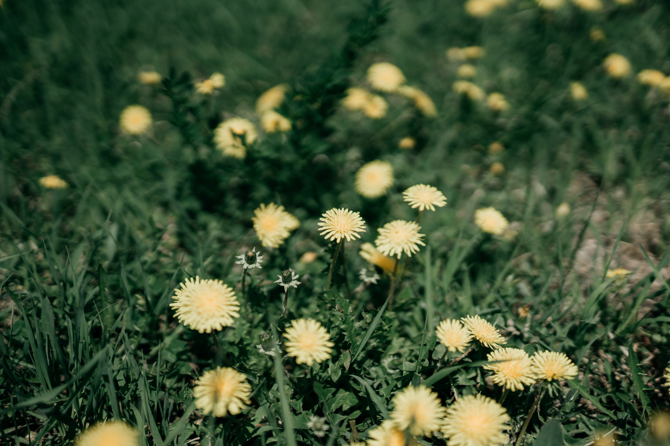 Свадьба Андрея и Валерии. Фотограф Улан-Удэ
