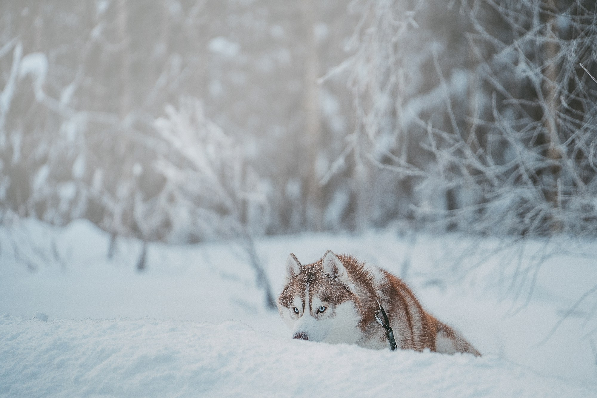 Полина, Уго и Пышка. Фотограф анималист в Москве и Санкт-Петербурге Свиридова Анна