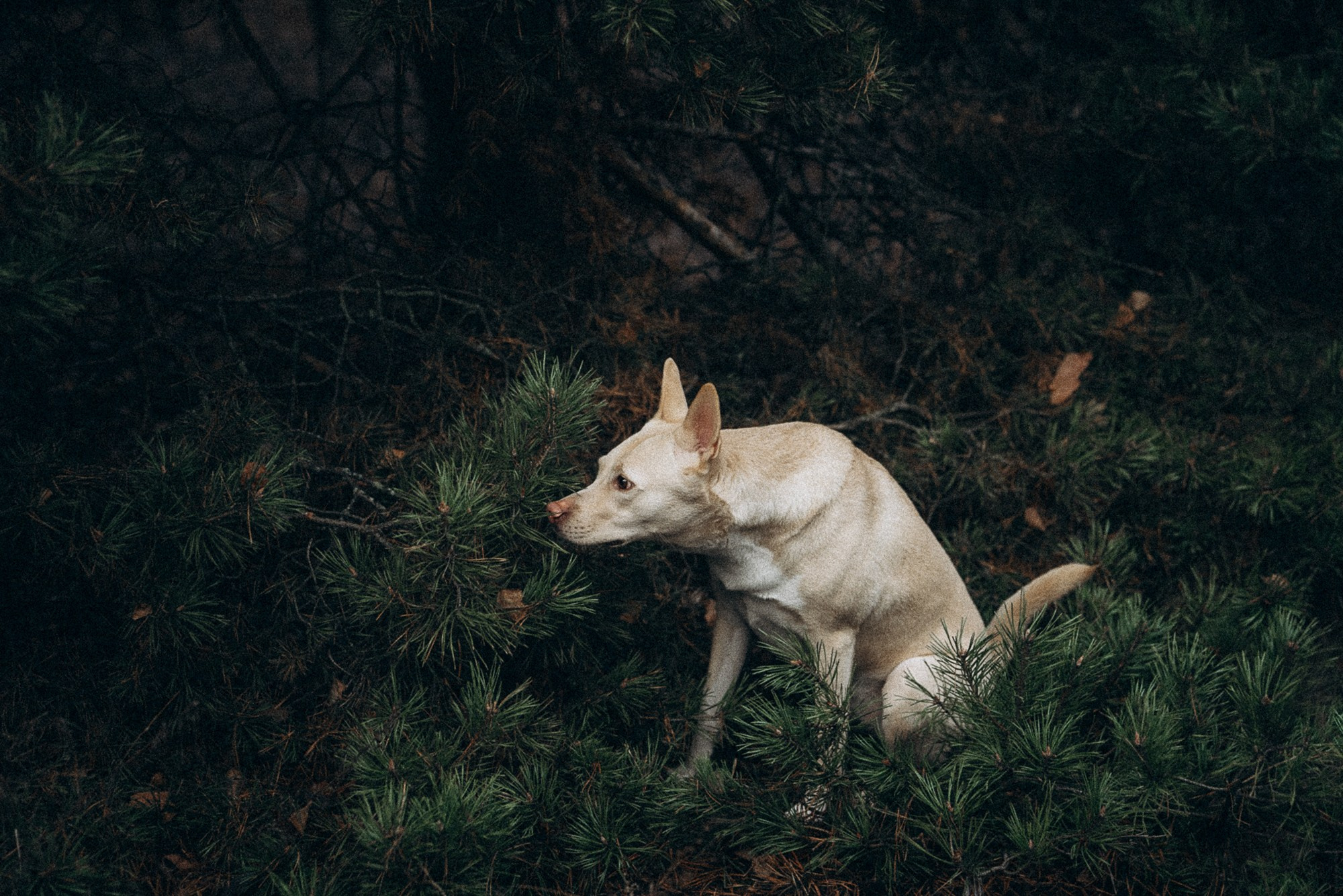 Туся. Фотограф анималист в Москве и Санкт-Петербурге Свиридова Анна