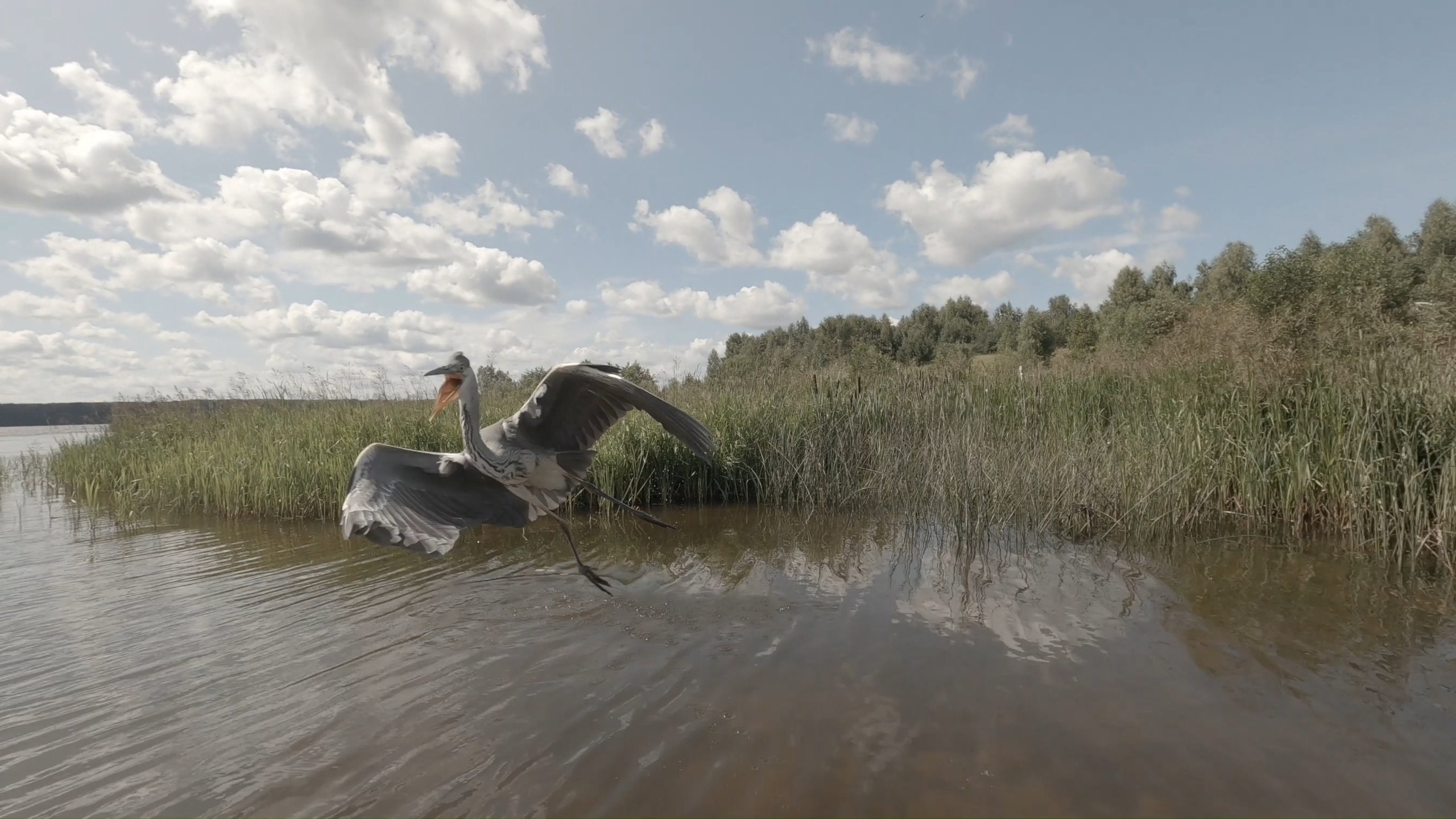 Птицы. Владимир Петухов — фотограф в г. Кинешма. Оператор FPV