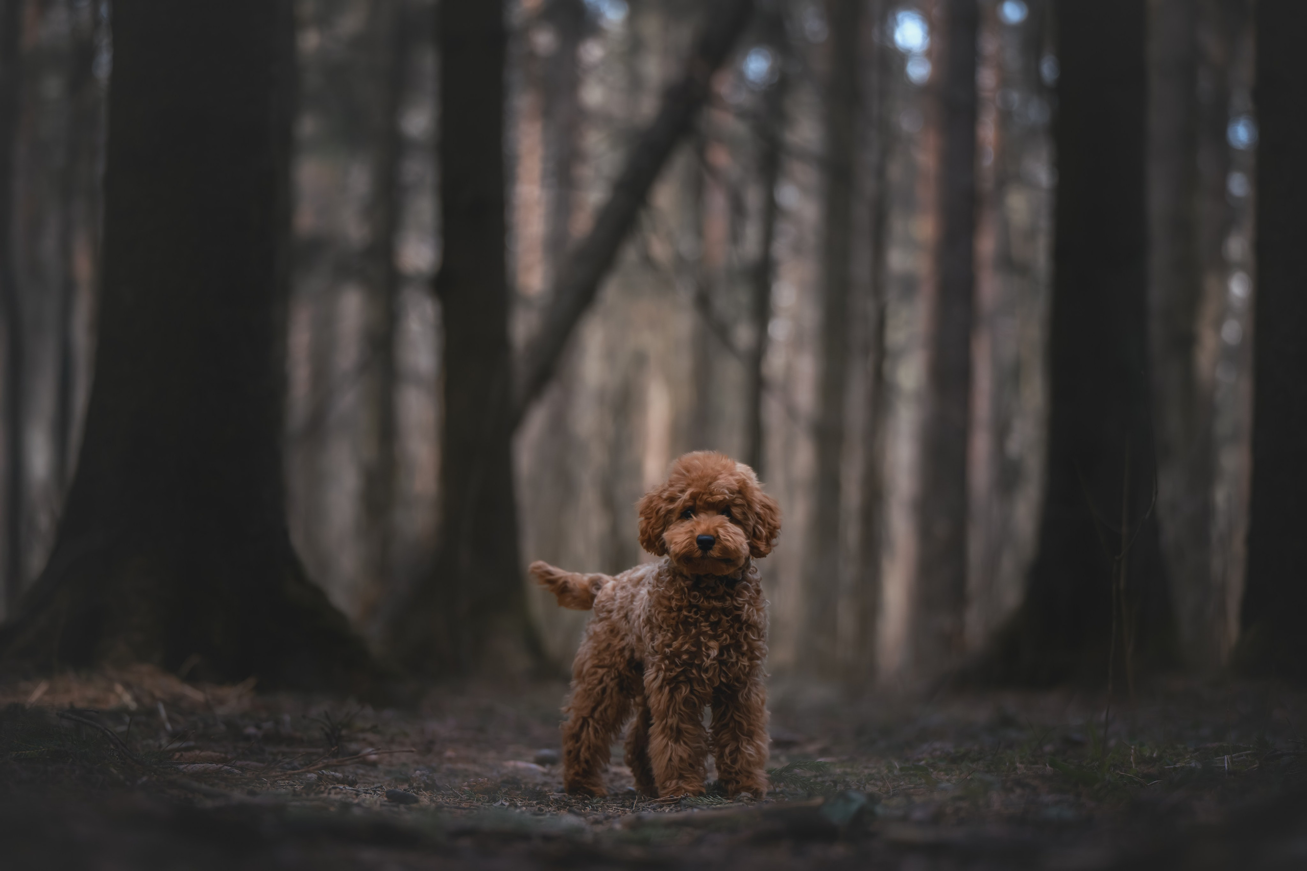 Пудель в лесу. Фотограф Анималист в Москве Анастасия Жучкова