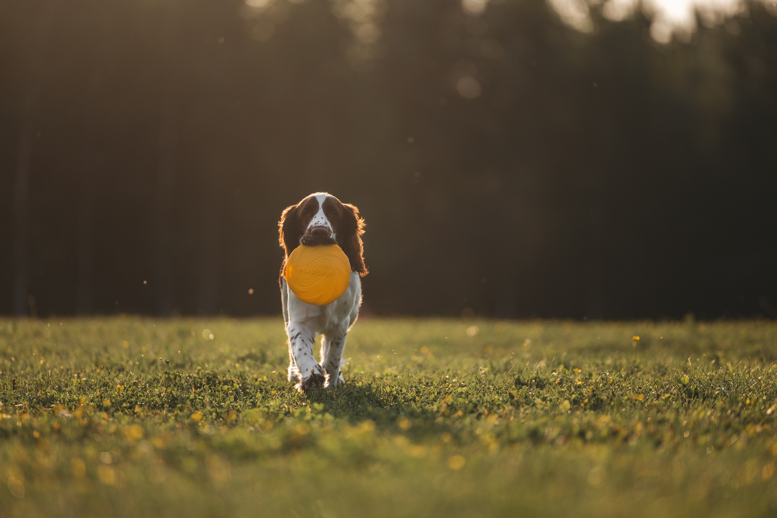 На закате. Фотограф Анималист в Москве Анастасия Жучкова