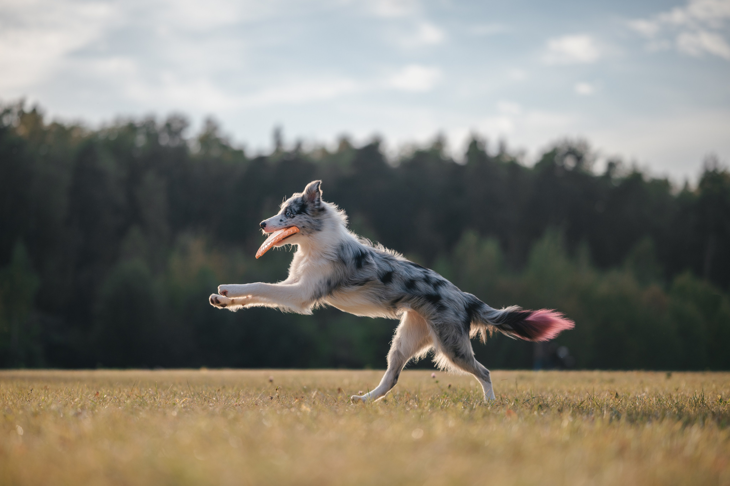 Бордерколли и фрисби. Фотограф Анималист в Москве Анастасия Жучкова