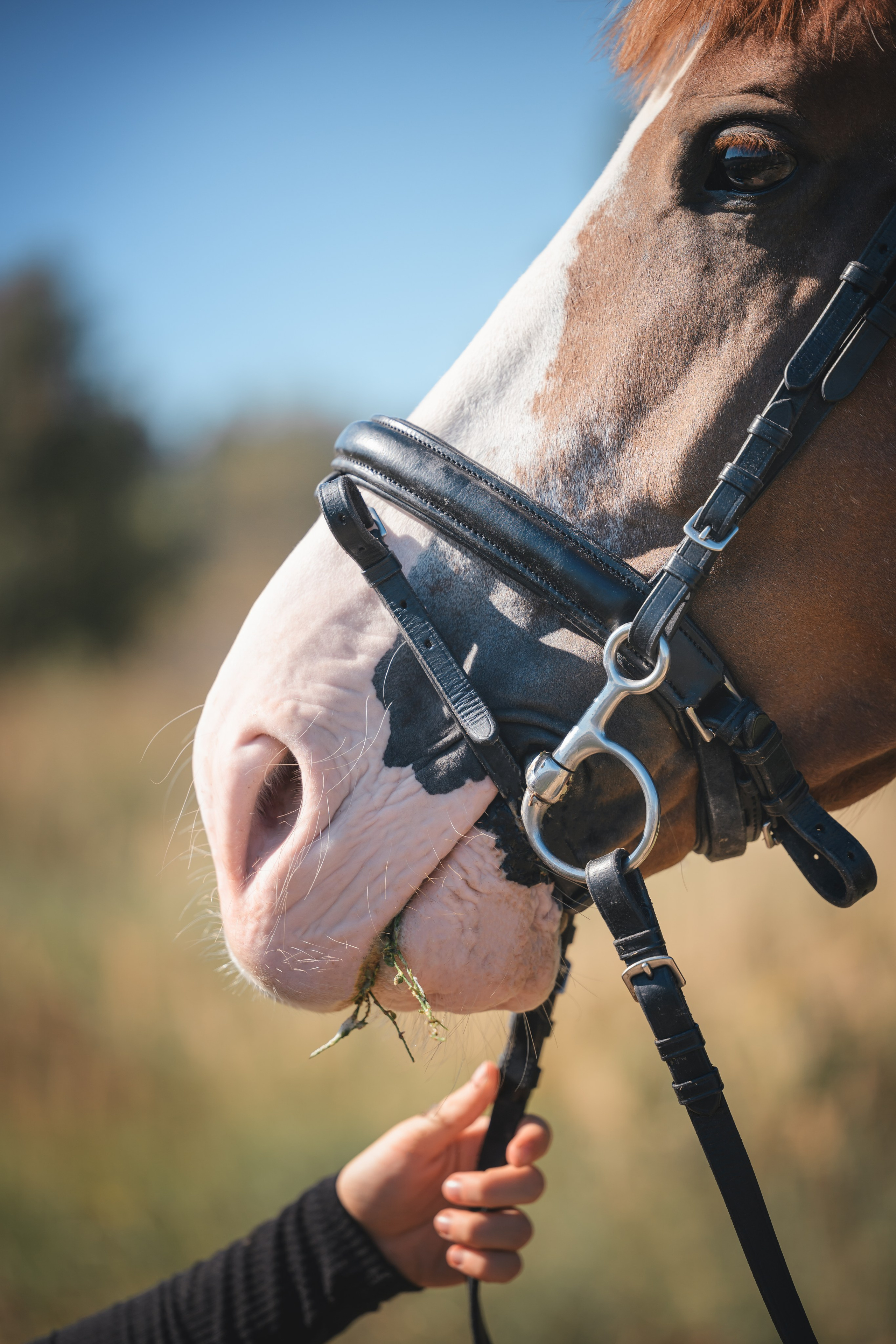 Виктория и Лео. Фотограф Анималист в Москве Анастасия Жучкова