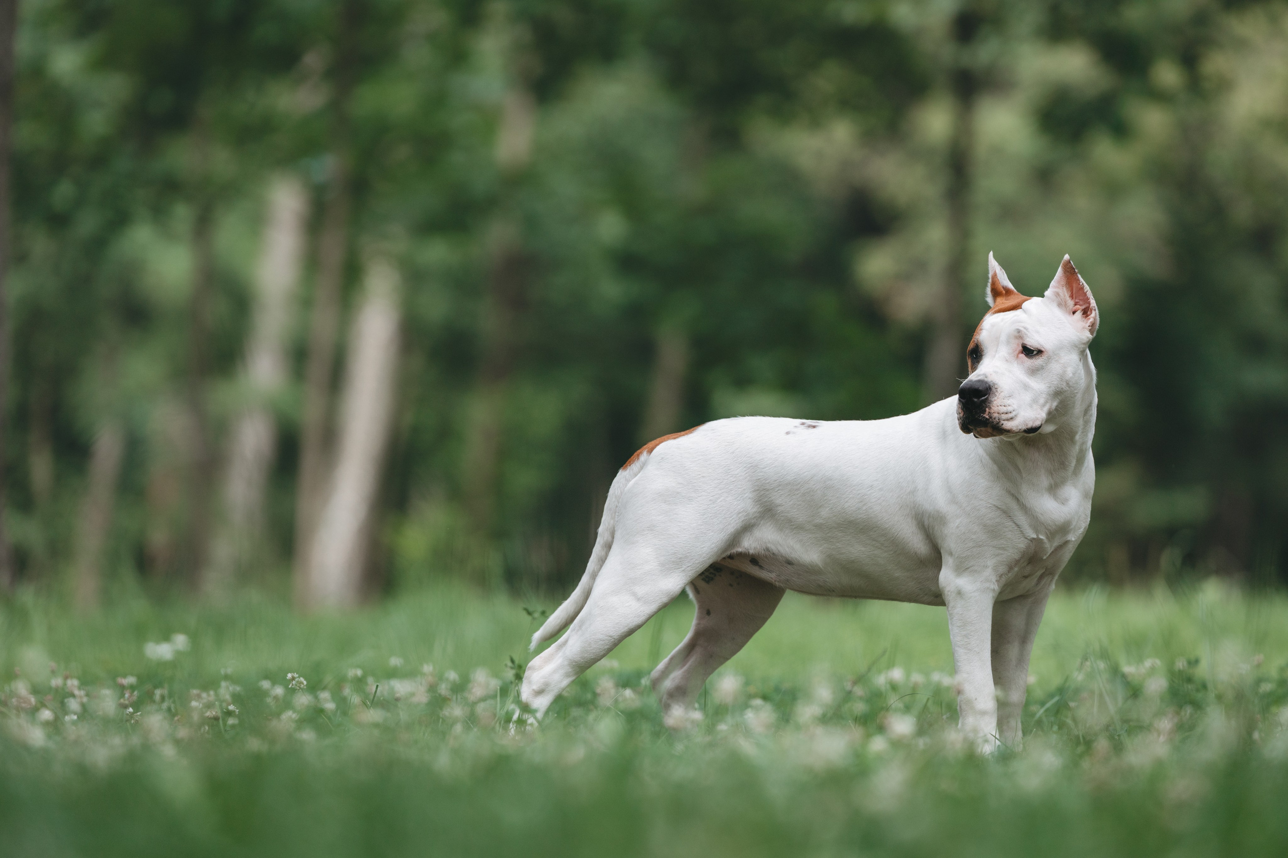 Американский стаффордширский терьер. Фотограф Анималист в Москве Анастасия Жучкова