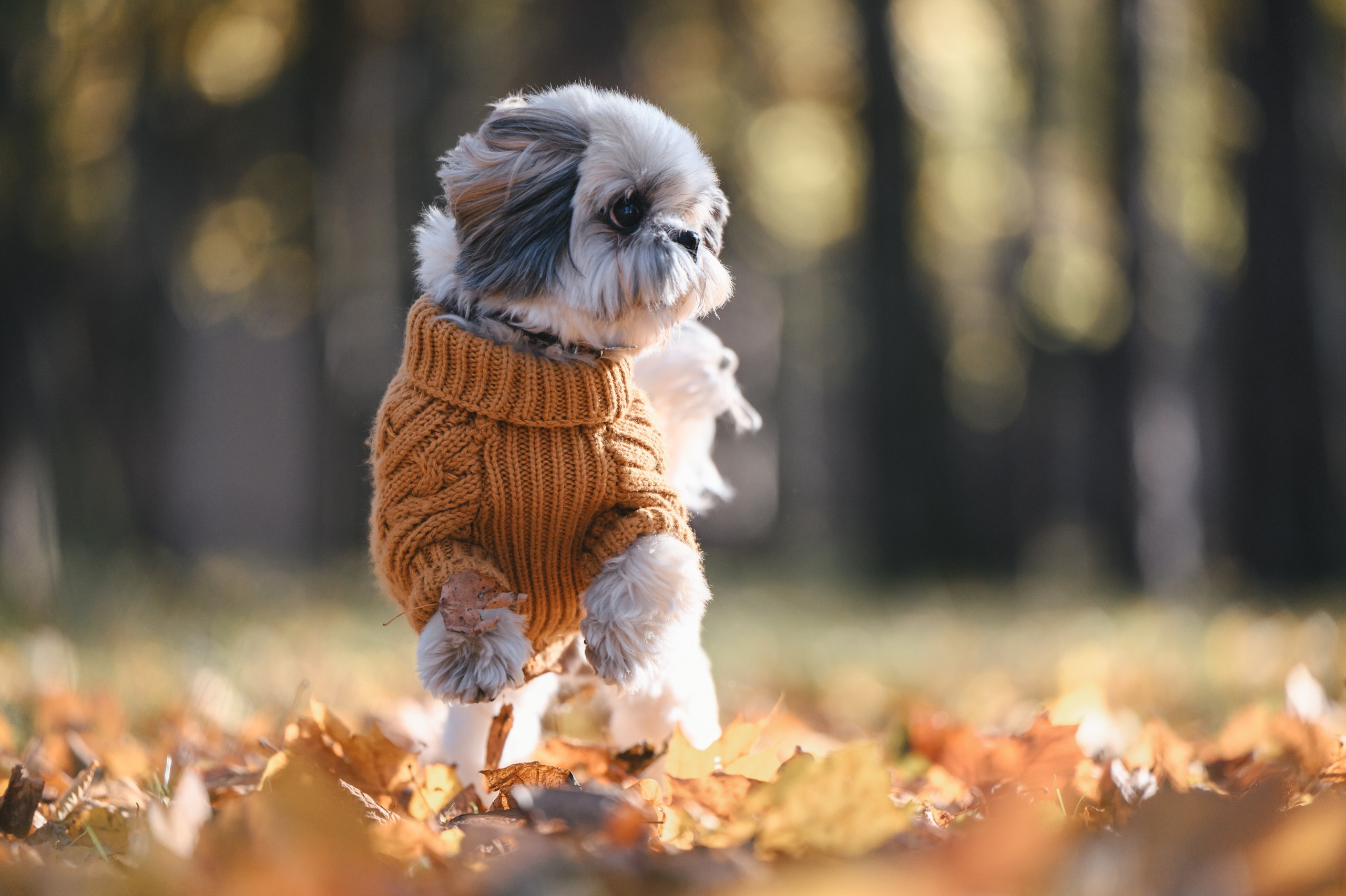 Ирина и Винни. Фотограф Анималист в Москве Анастасия Жучкова