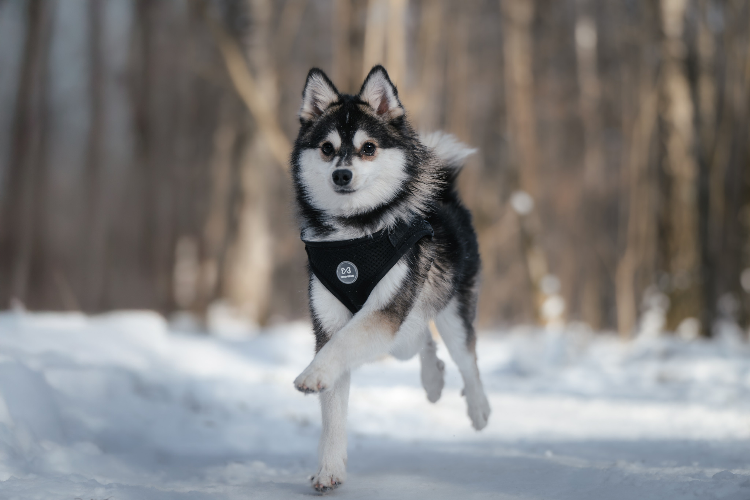 4 щенка помски. Прогулка в лесу. Фотограф Анималист в Москве Анастасия Жучкова