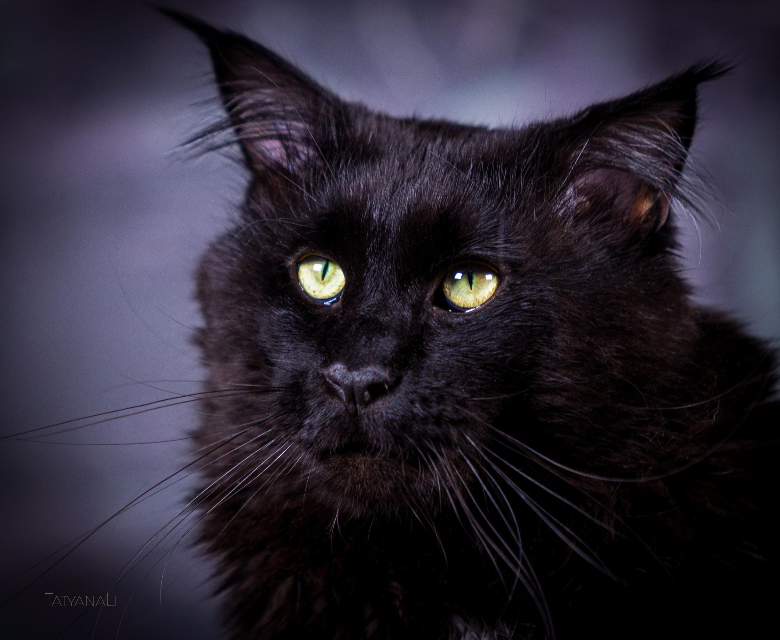 Котята. Фотограф — анималист Татьяна Ли