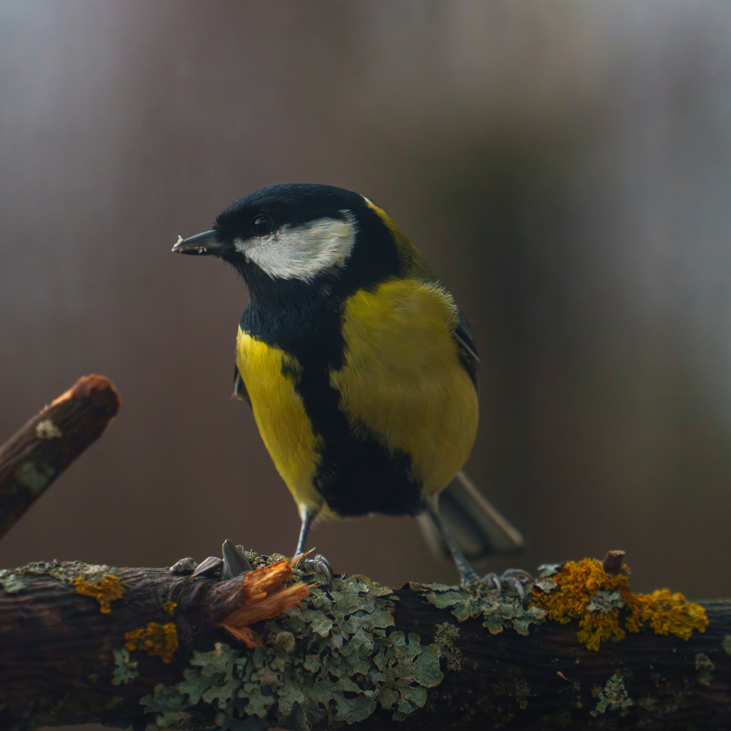 Animals — Животные