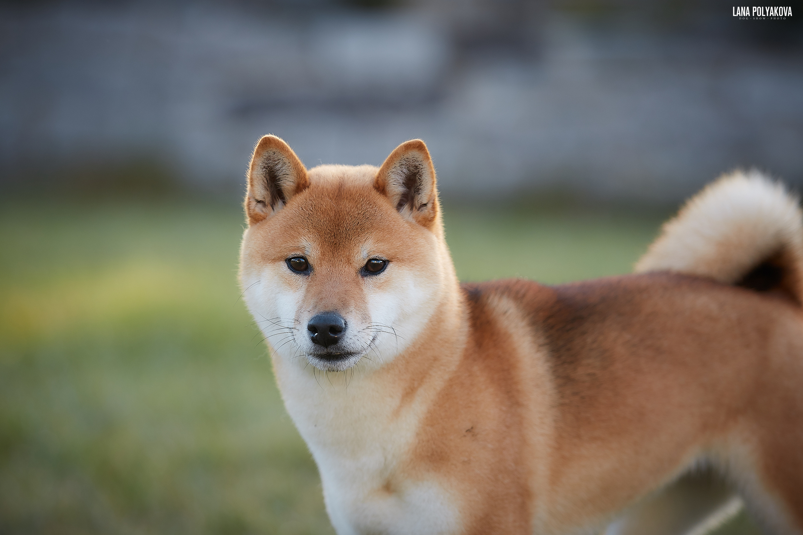 Сиба сиба-ину сибаину в Санкт-Петербурге
