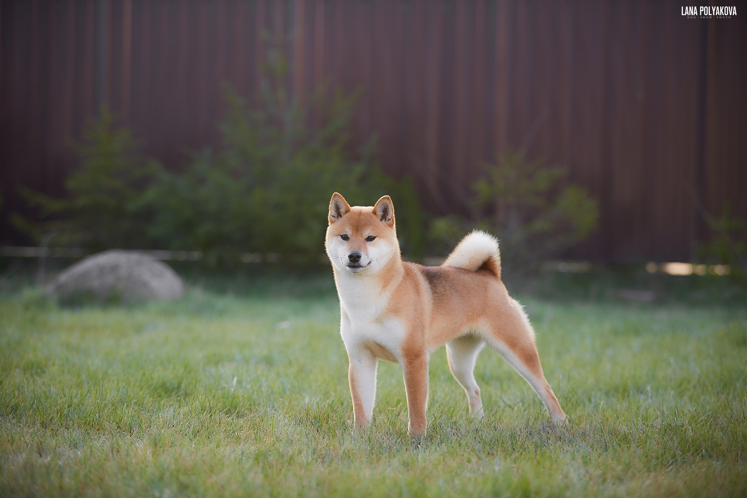 Сиба сиба-ину сибаину в Санкт-Петербурге
