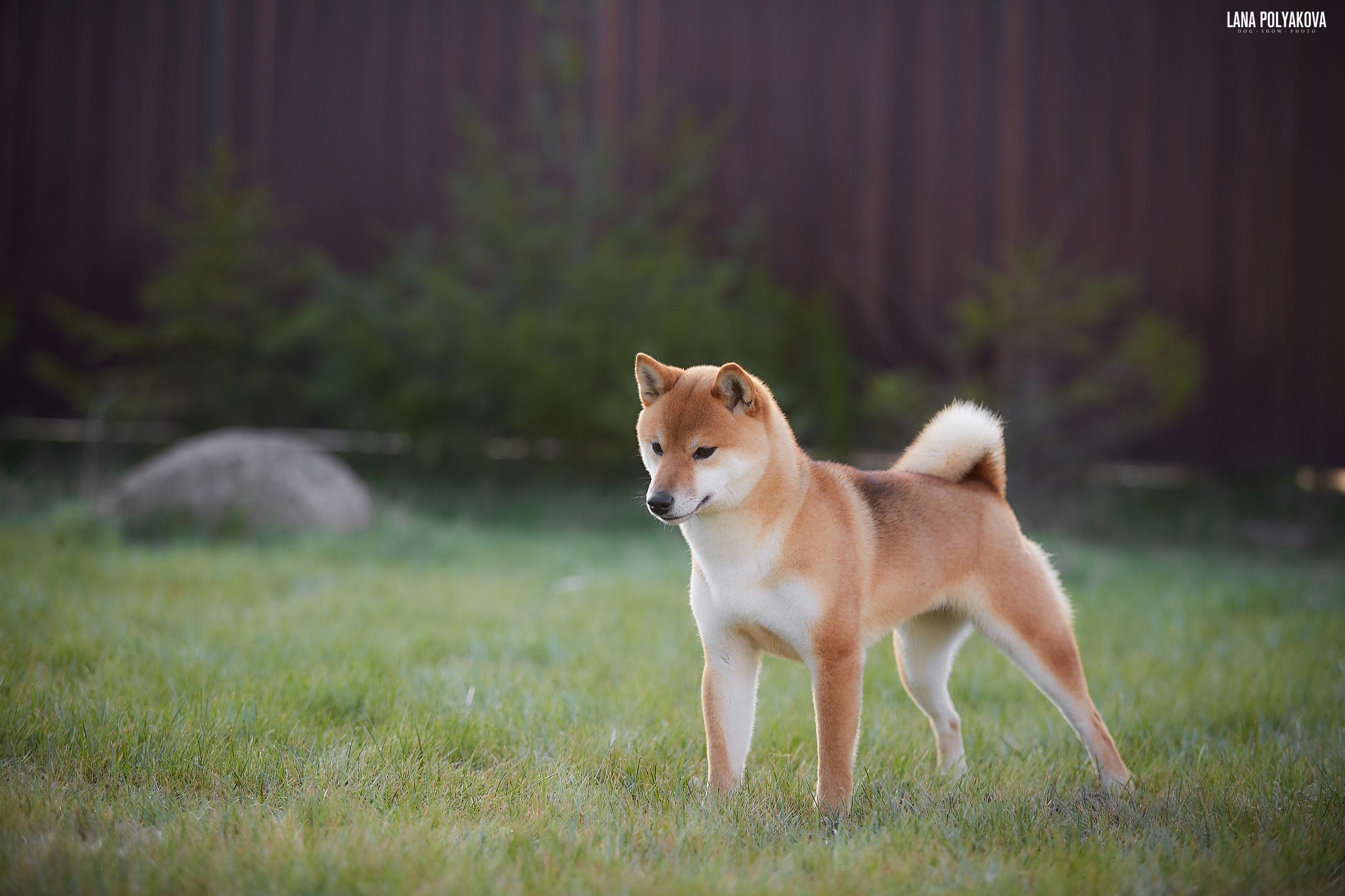 Сиба сиба-ину сибаину в Санкт-Петербурге
