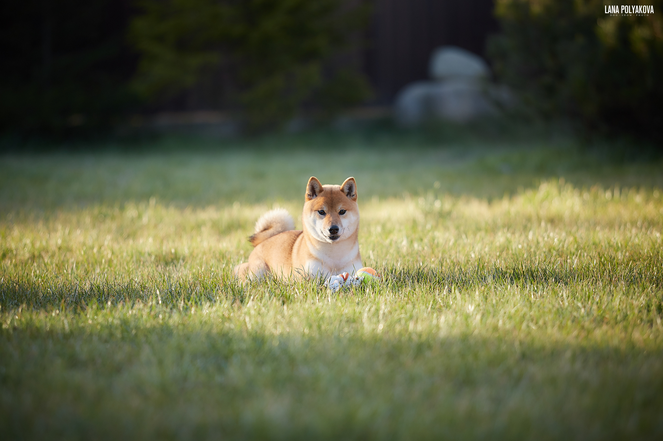 Сиба сиба-ину сибаину в Санкт-Петербурге
