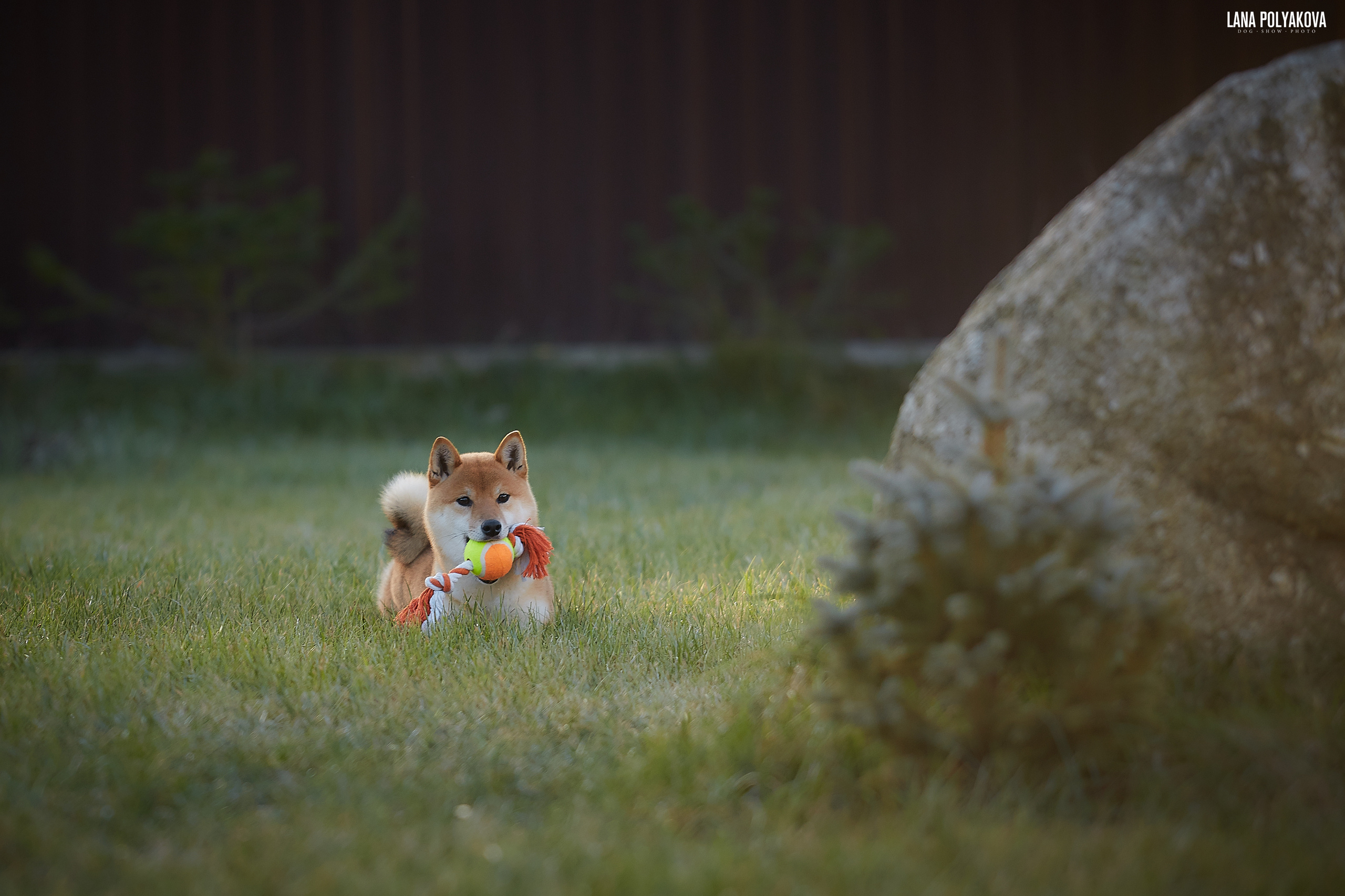 Сиба сиба-ину сибаину в Санкт-Петербурге

