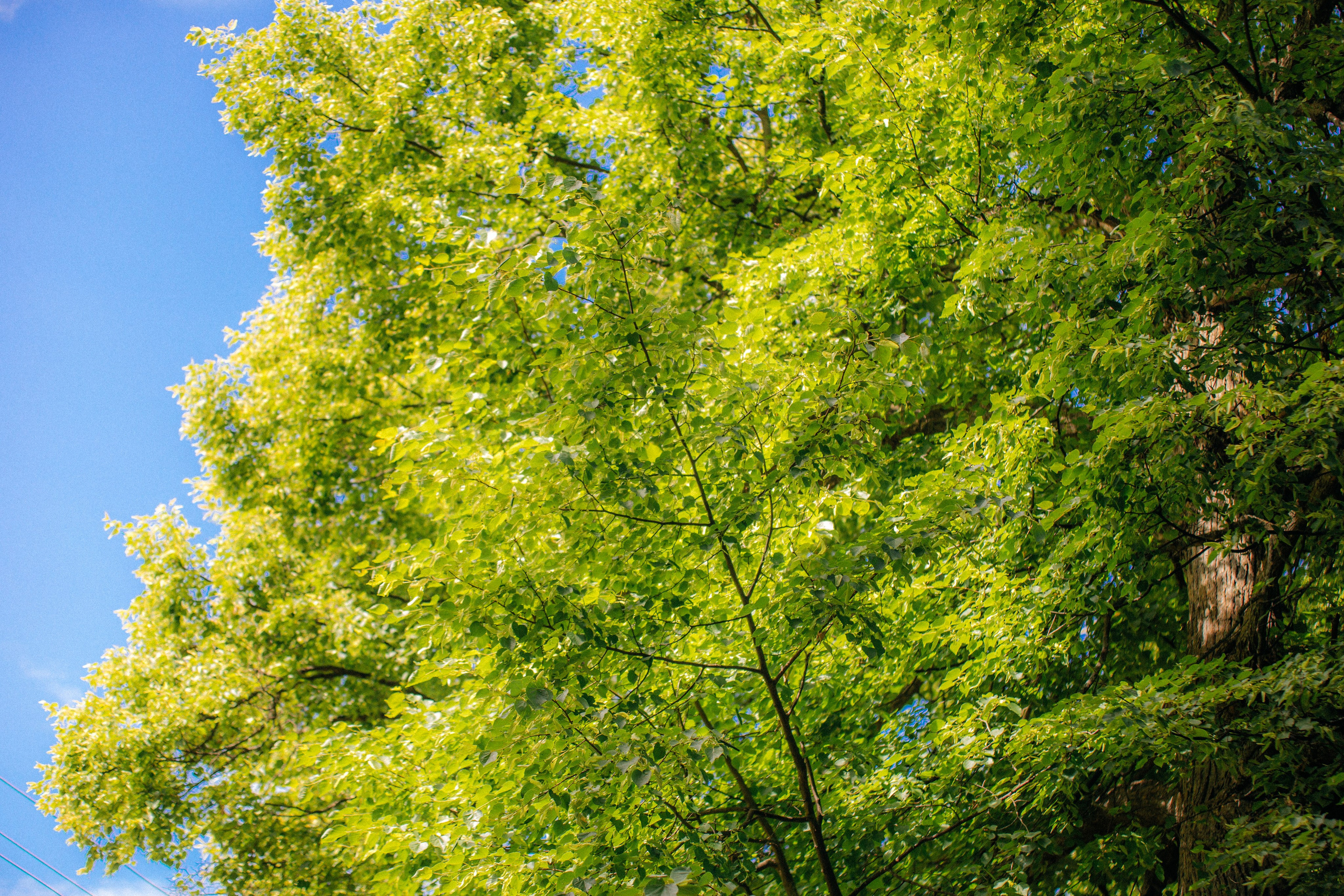 Музей-усадьба «Никольское-Вяземское». Профессиональный фотограф в Мценске и Орловской области
