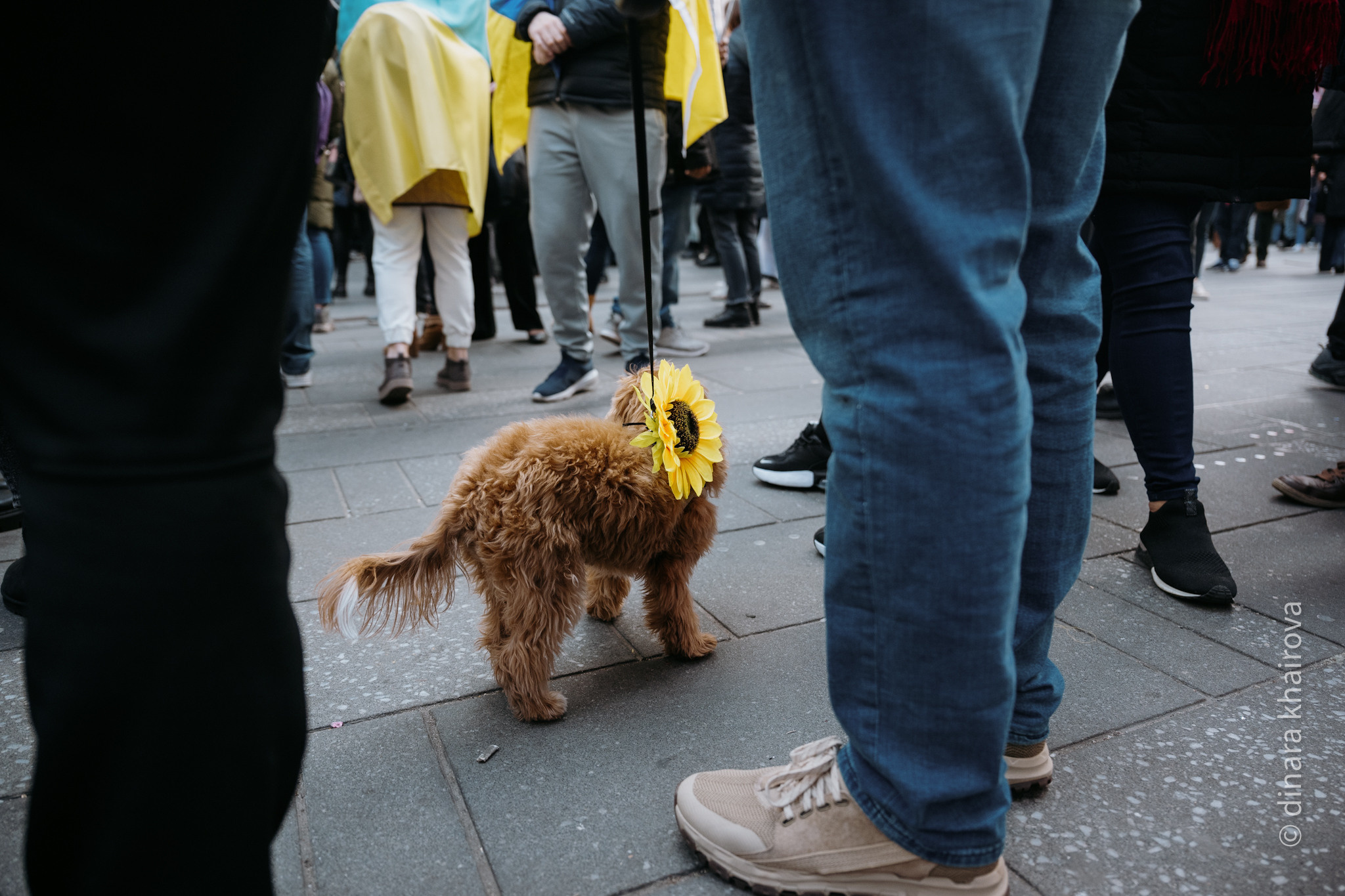 Peace. Dinara Khairova