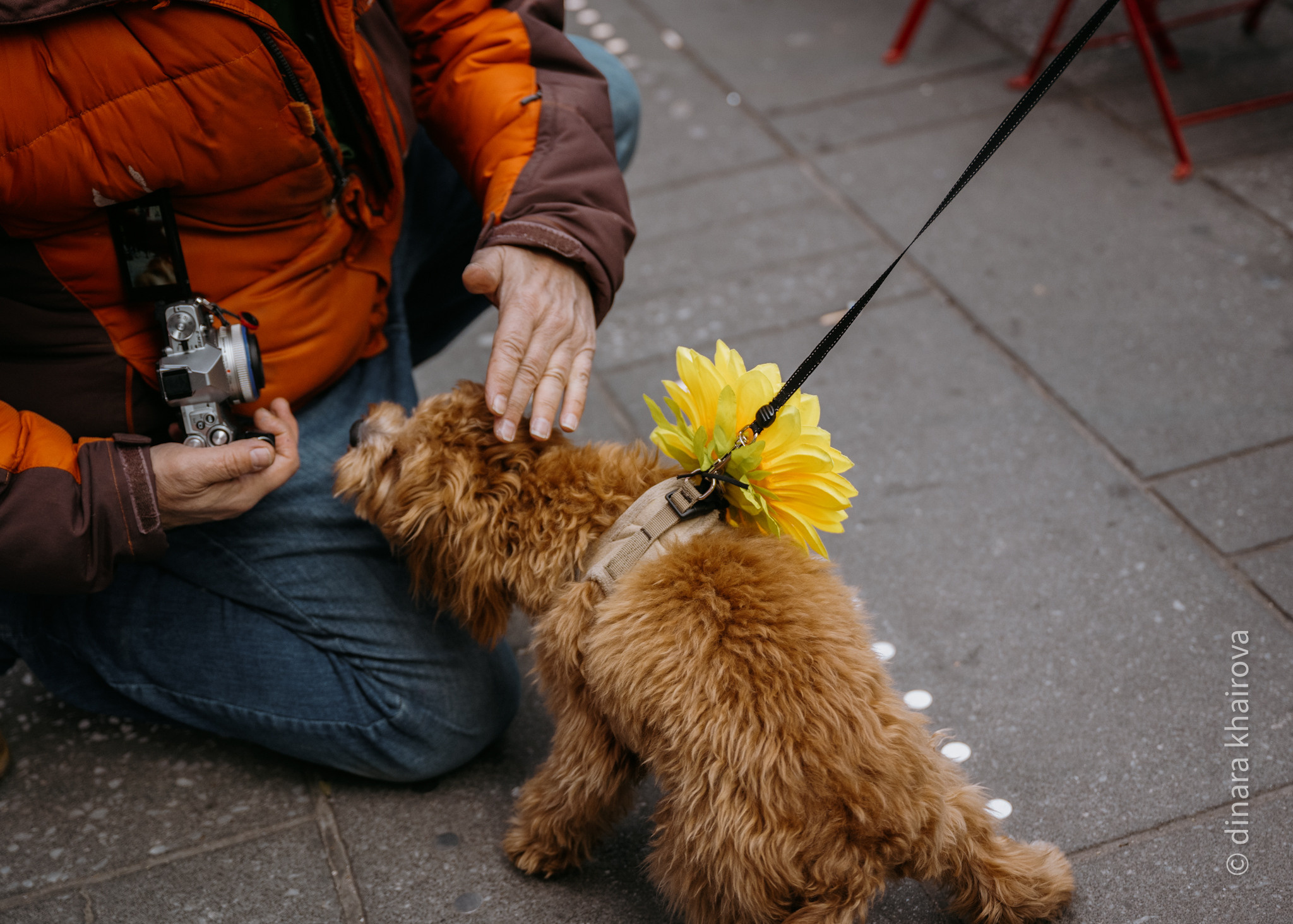 Peace. Dinara Khairova