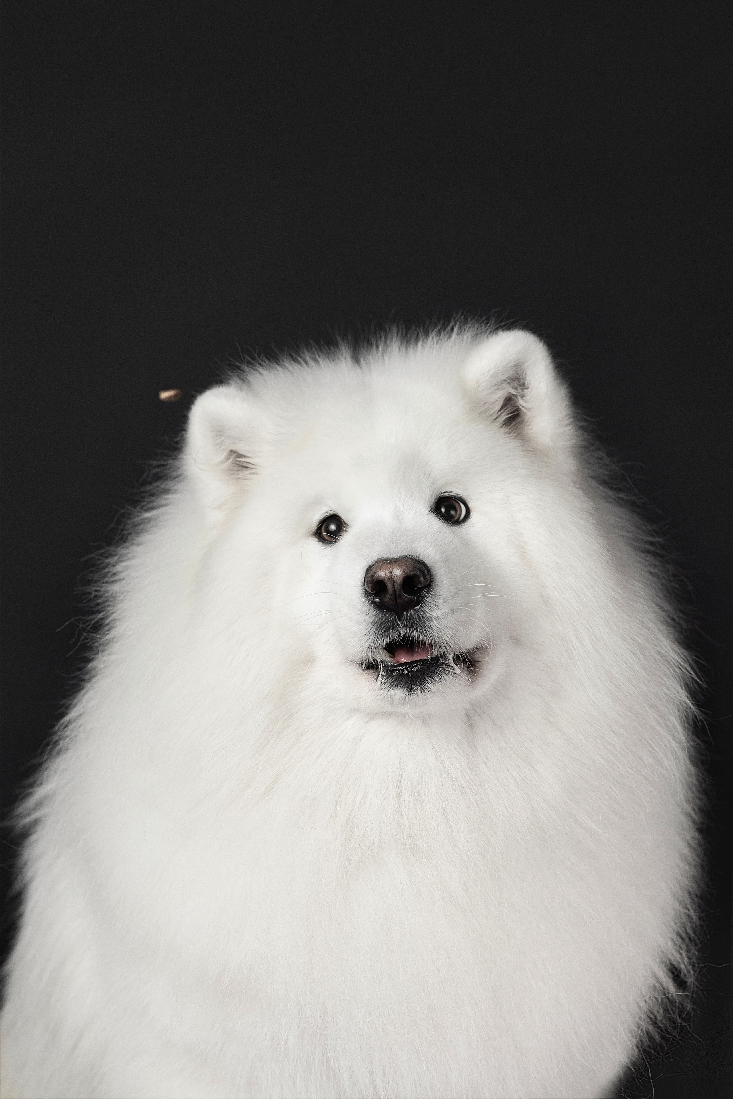 Студия, летающие вкусняшки. Фотограф анималист в Москве Майорова Евгения