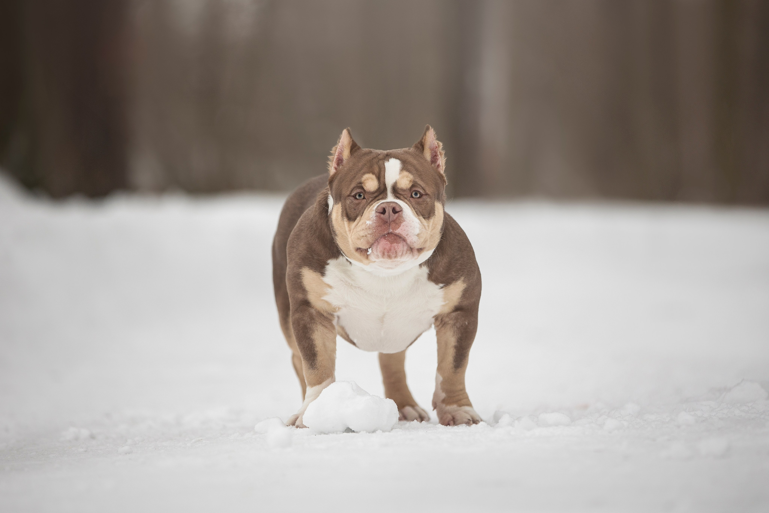 Американские булли. Фотограф анималист в Москве Майорова Евгения