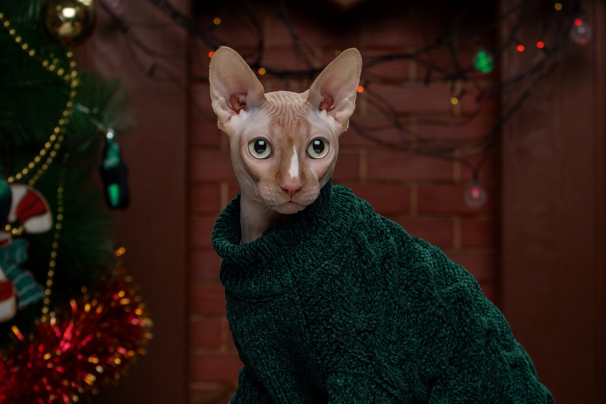 Кошки. Фотограф-анималист Юлия Зубкова