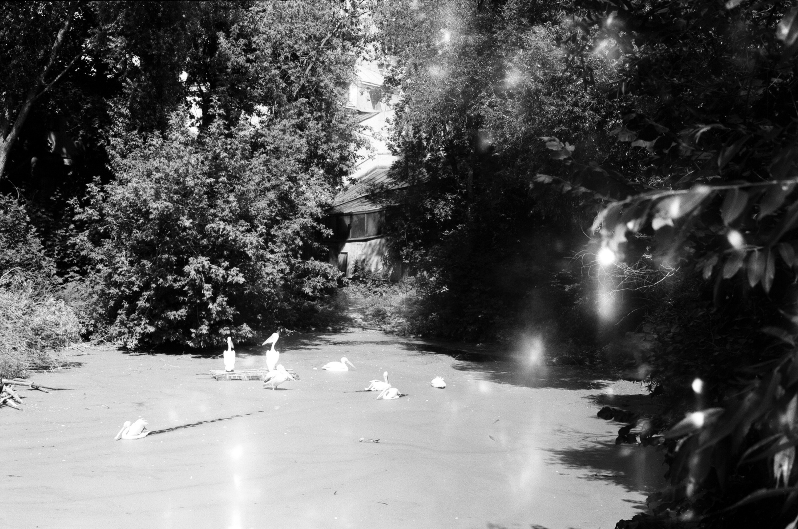 Альбом пленочных ЧБ-фото. Репортажный и семейный фотограф — Шелихов Сергей