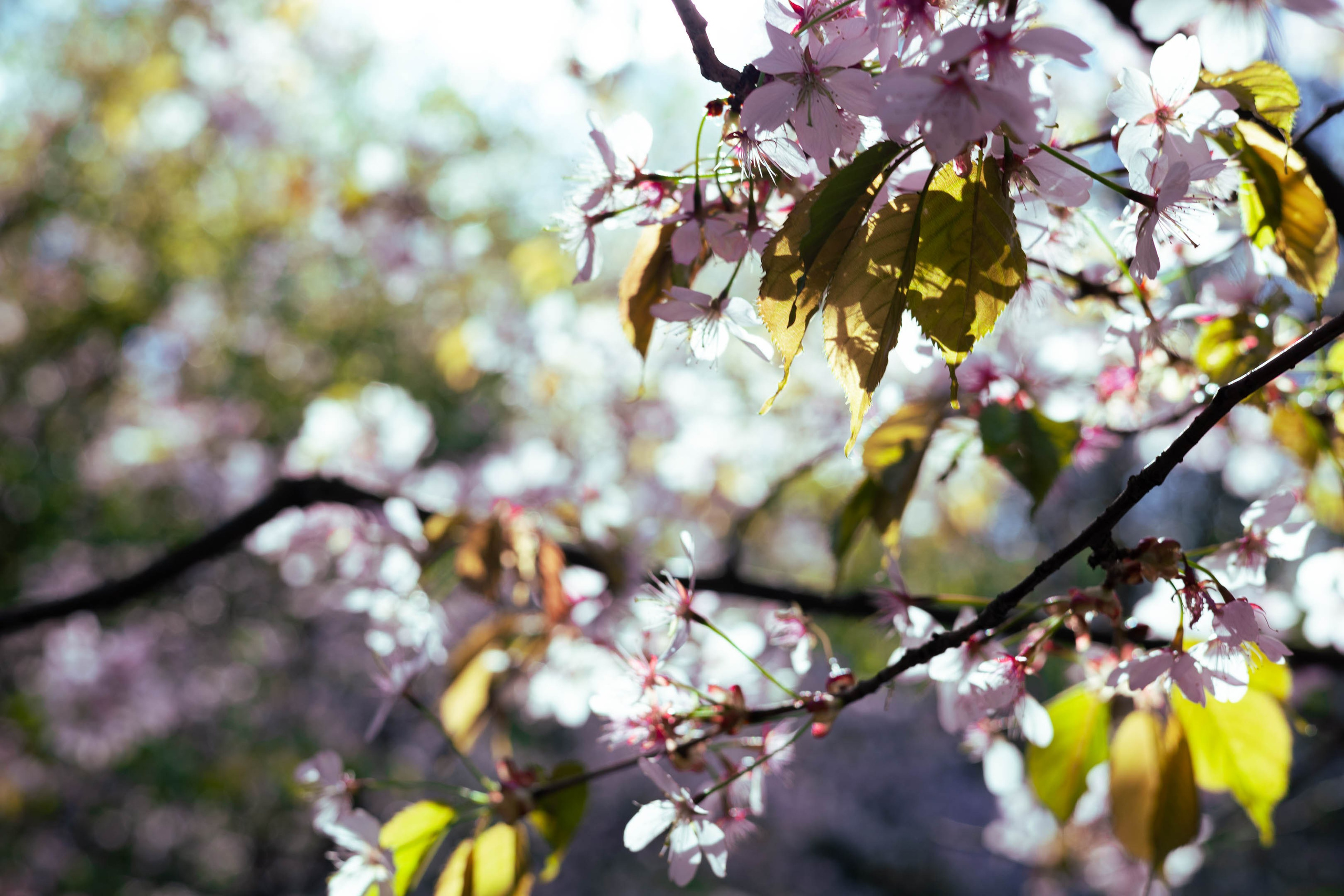 Sakura. ITMAG.ME | Visual Art