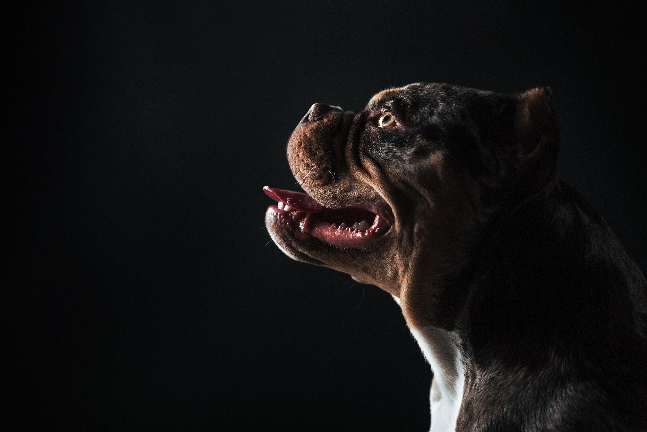 Фотограф-анималист Валерия, Москва, Мытищи