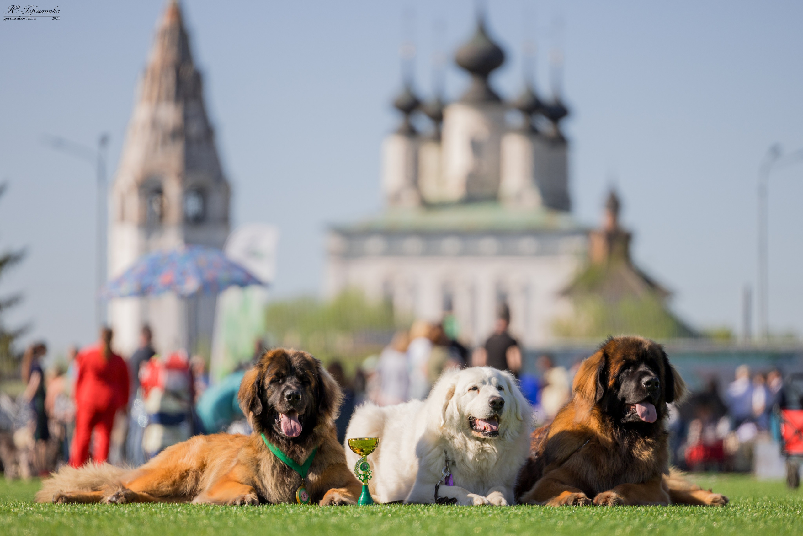 Суздаль 18-19.05.2024. Фотограф-анималист Юлия Германика