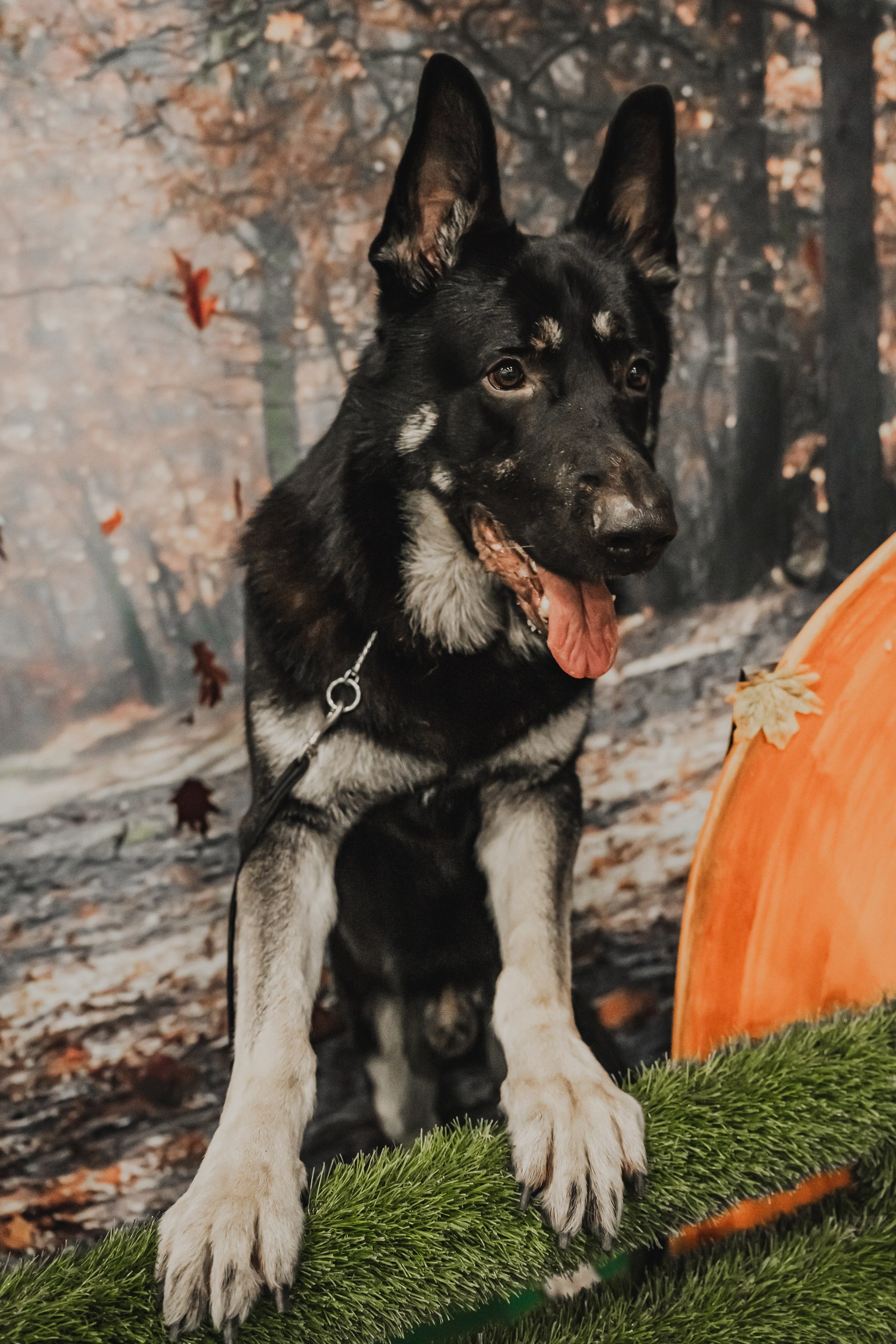 Международная выставка собак всех пород. Репортажный фотограф Анастасия Рубцова
