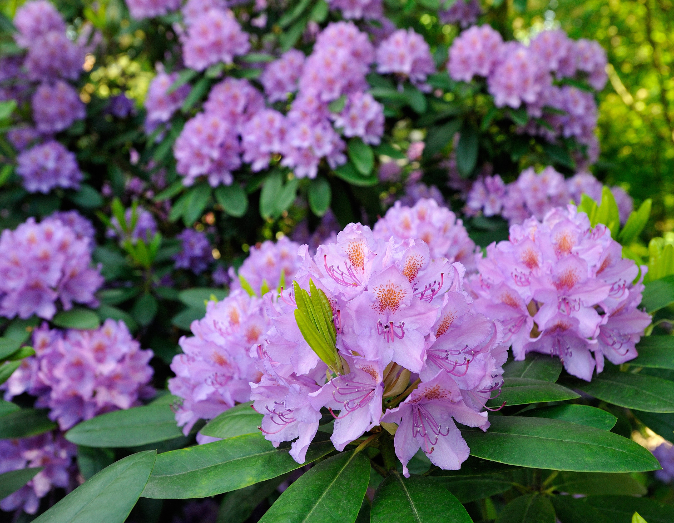 Весна. Пейзажный и предметный фотограф в Санкт-Петербурге Александр Богданов