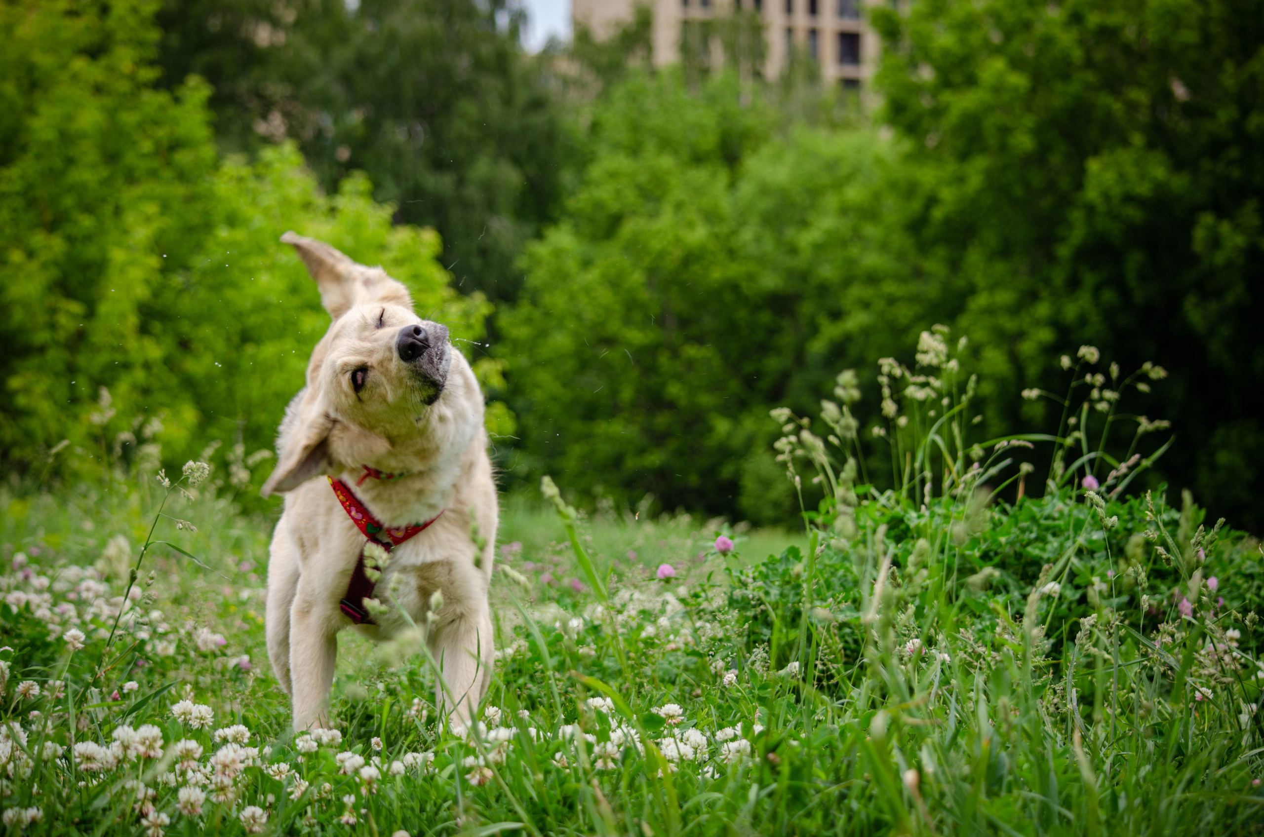 Мира и Барон. Фотограф Светлана Блинова, Москва и Московская область