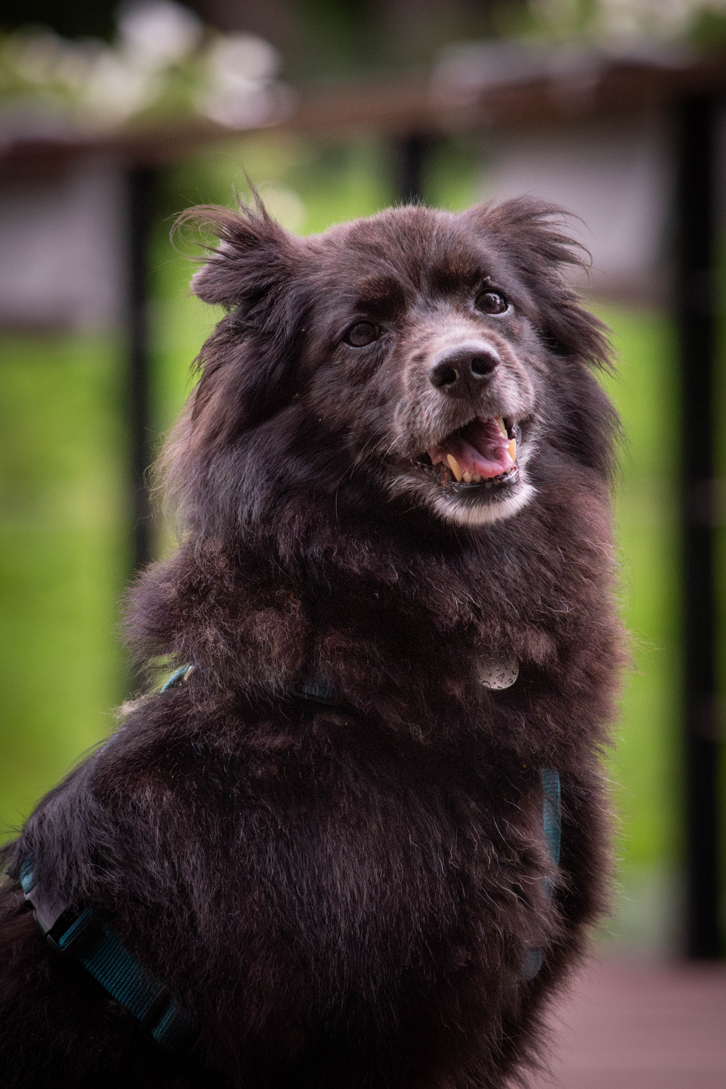 Альба и Даша. Фотограф Светлана Блинова, Москва и Московская область